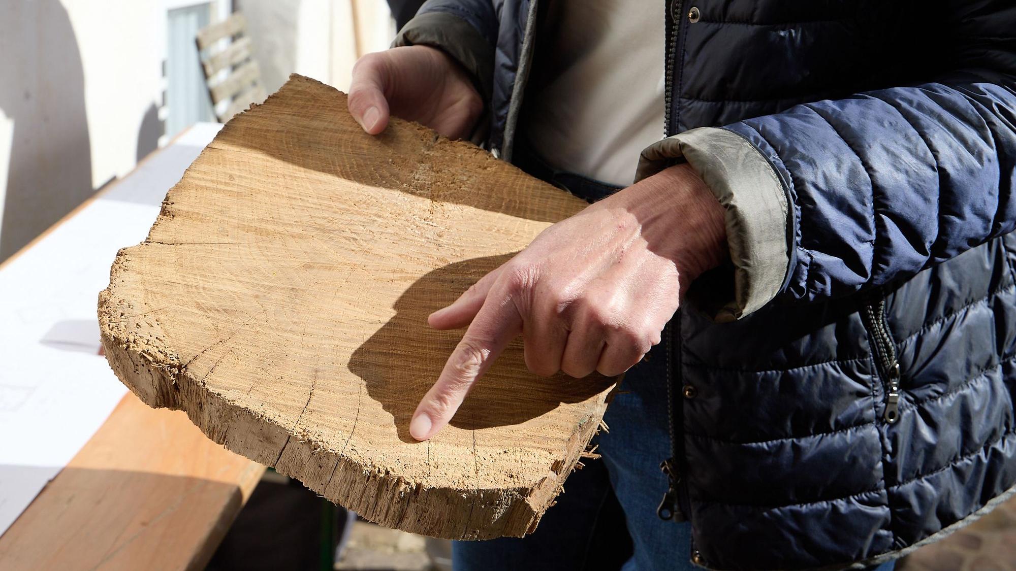Eine Frau hält eine Scheibe aus einem Holzbalken und zeigt mit einem Finger darauf.