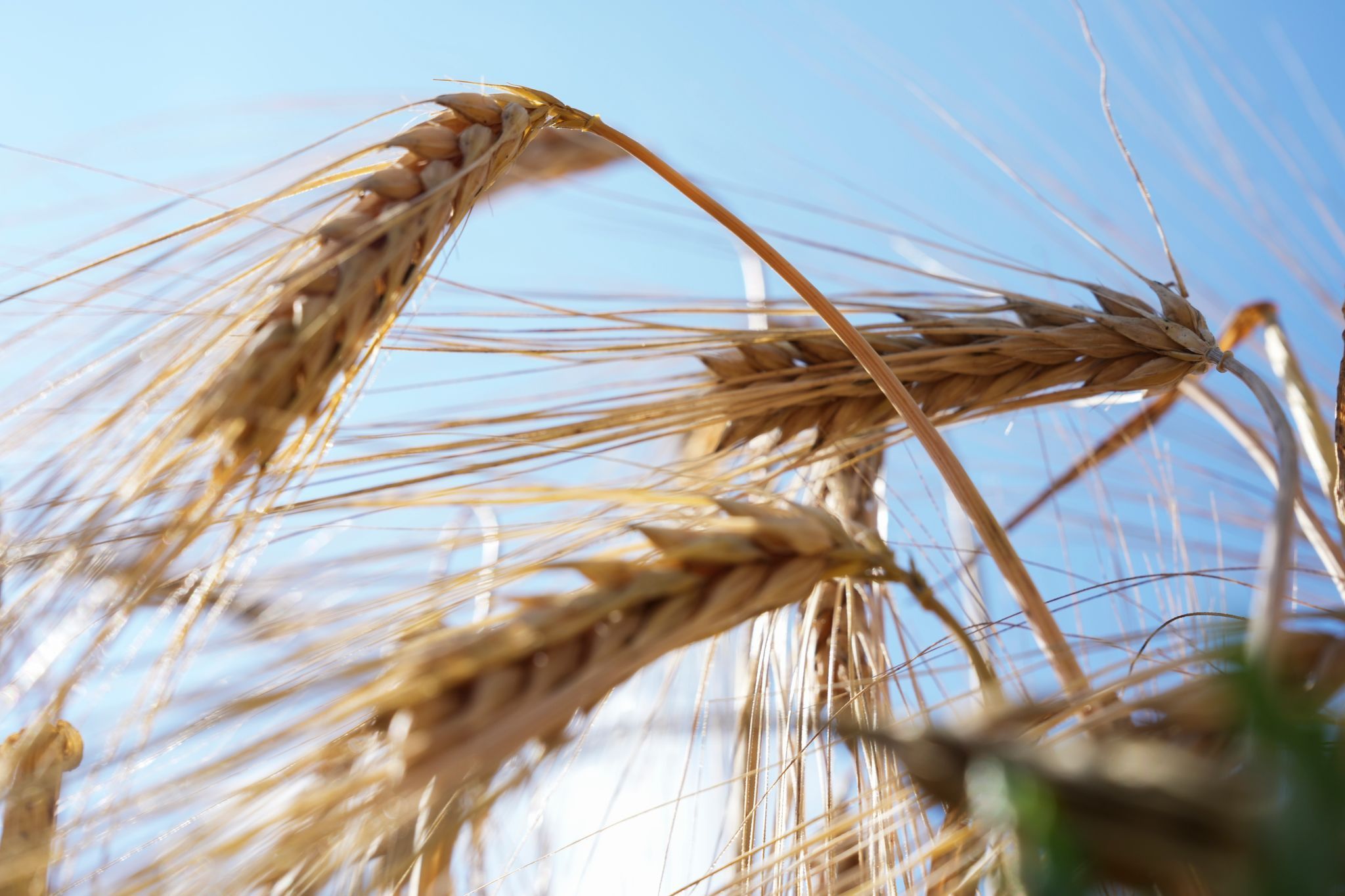 Deutscher Bauernverband zum Ernteauftakt