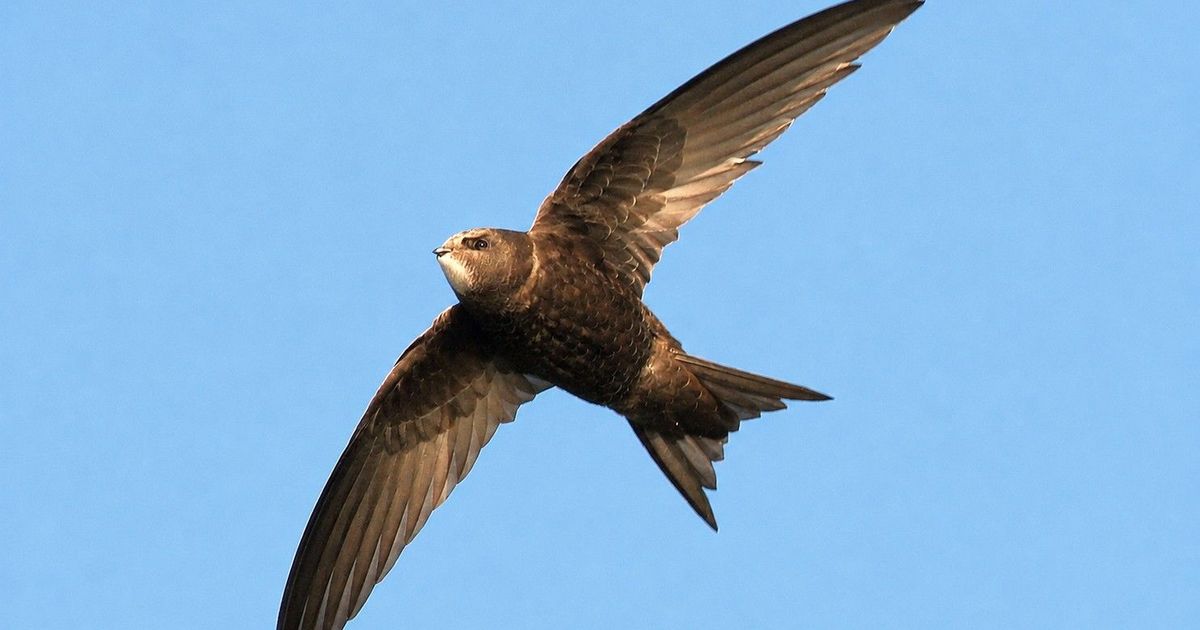 Off to winter quarters: The common swift leaves the Oberberg region