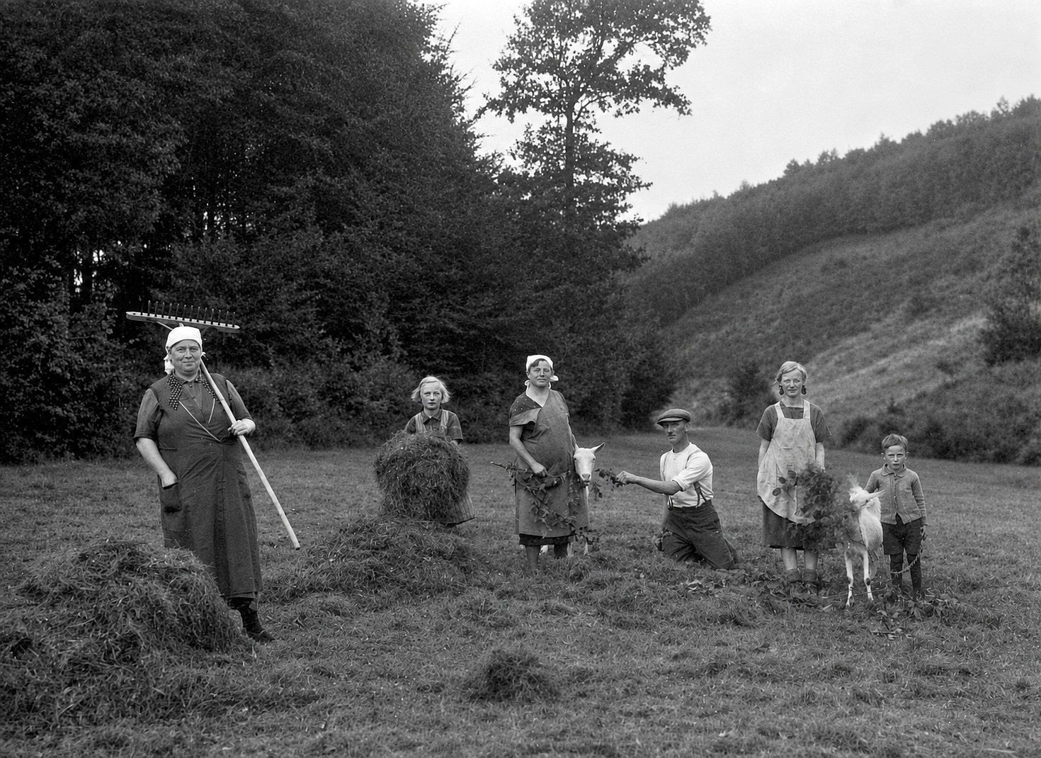 Eine Familie aus Böcklingen, heute eine Ortschaft in der Gemeinde Morsbach, um das Jahr 1930 mit ihren Ziegen bei der Heuernte: In Dürrezeiten fiel die Heuernte sehr karg aus.