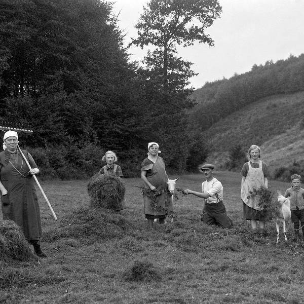 Eine Familie aus Böcklingen, heute eine Ortschaft in der Gemeinde Morsbach, um das Jahr 1930 mit ihren Ziegen bei der Heuernte: In Dürrezeiten fiel die Heuernte sehr karg aus.