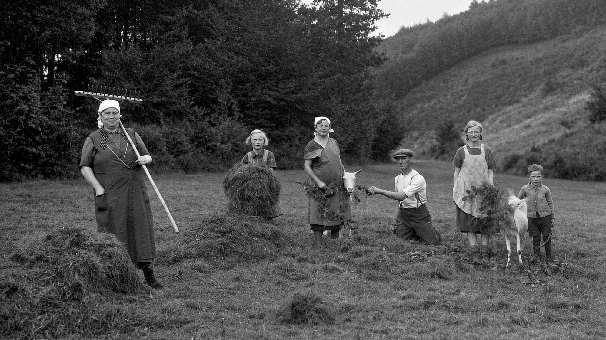 Eine Familie aus Böcklingen, heute eine Ortschaft in der Gemeinde Morsbach, um das Jahr 1930 mit ihren Ziegen bei der Heuernte: In Dürrezeiten fiel die Heuernte sehr karg aus.