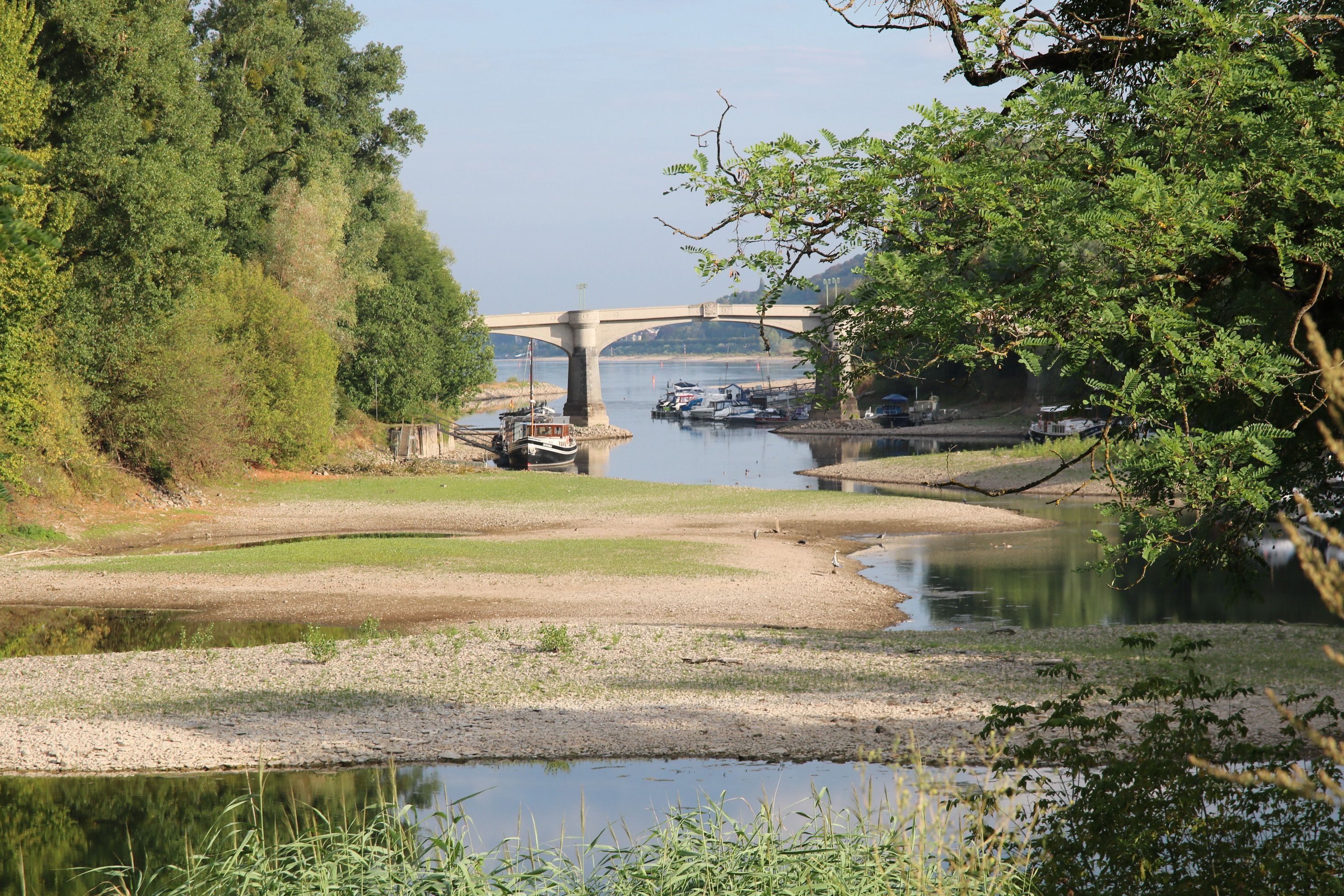 Ein stark verlandeter Seitenarm des Rheins, im Hintergrund die Grafenwerther Brücke.