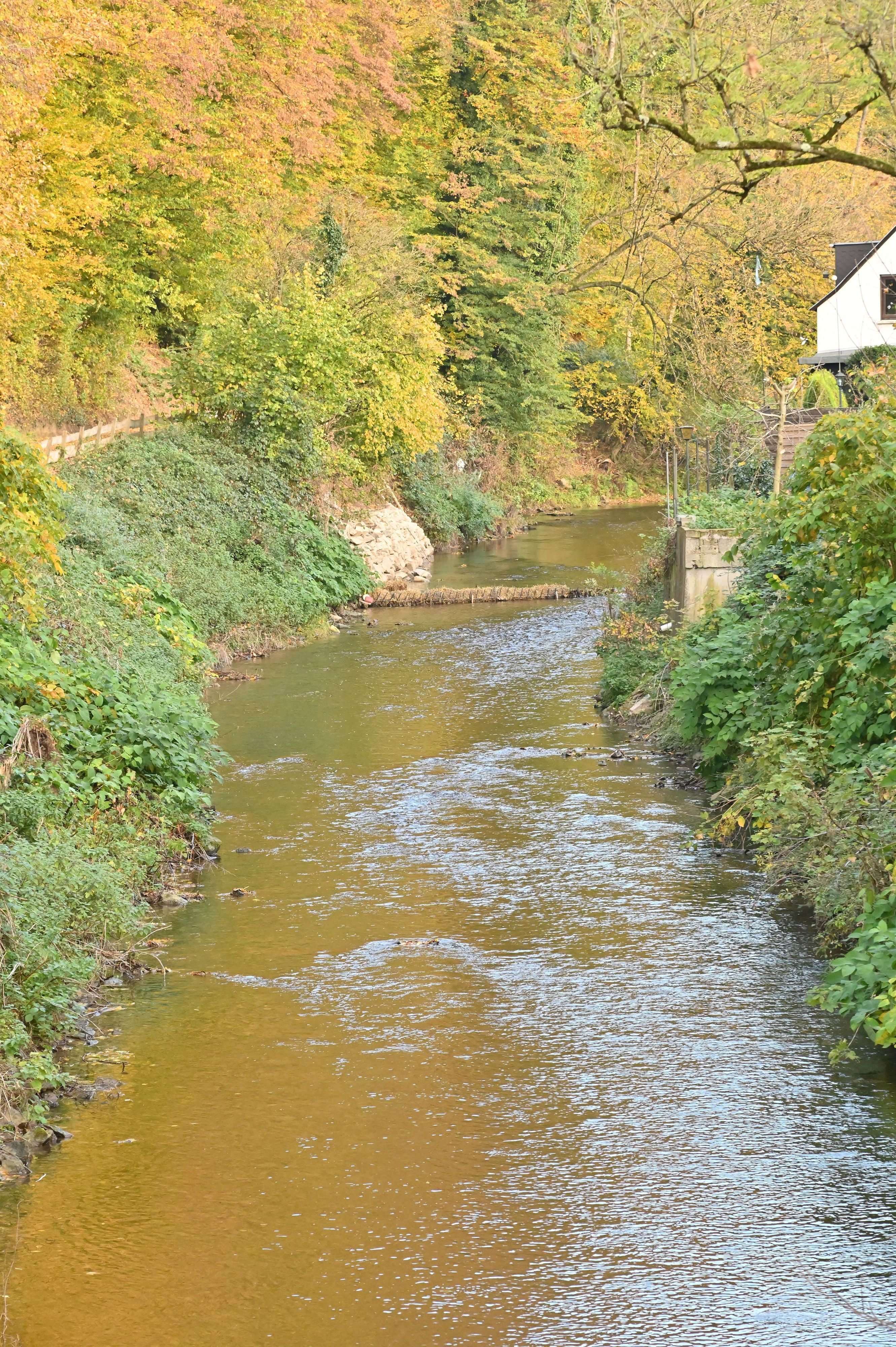 Ein Bach mit grüner Ufervegetation.
