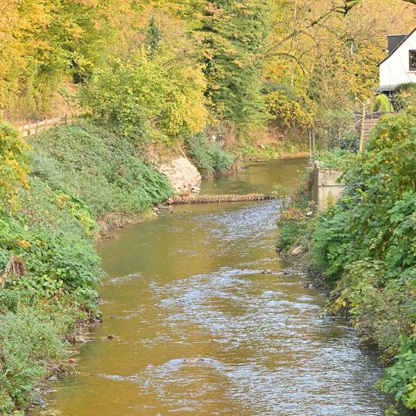 Ein Bach mit grüner Ufervegetation.