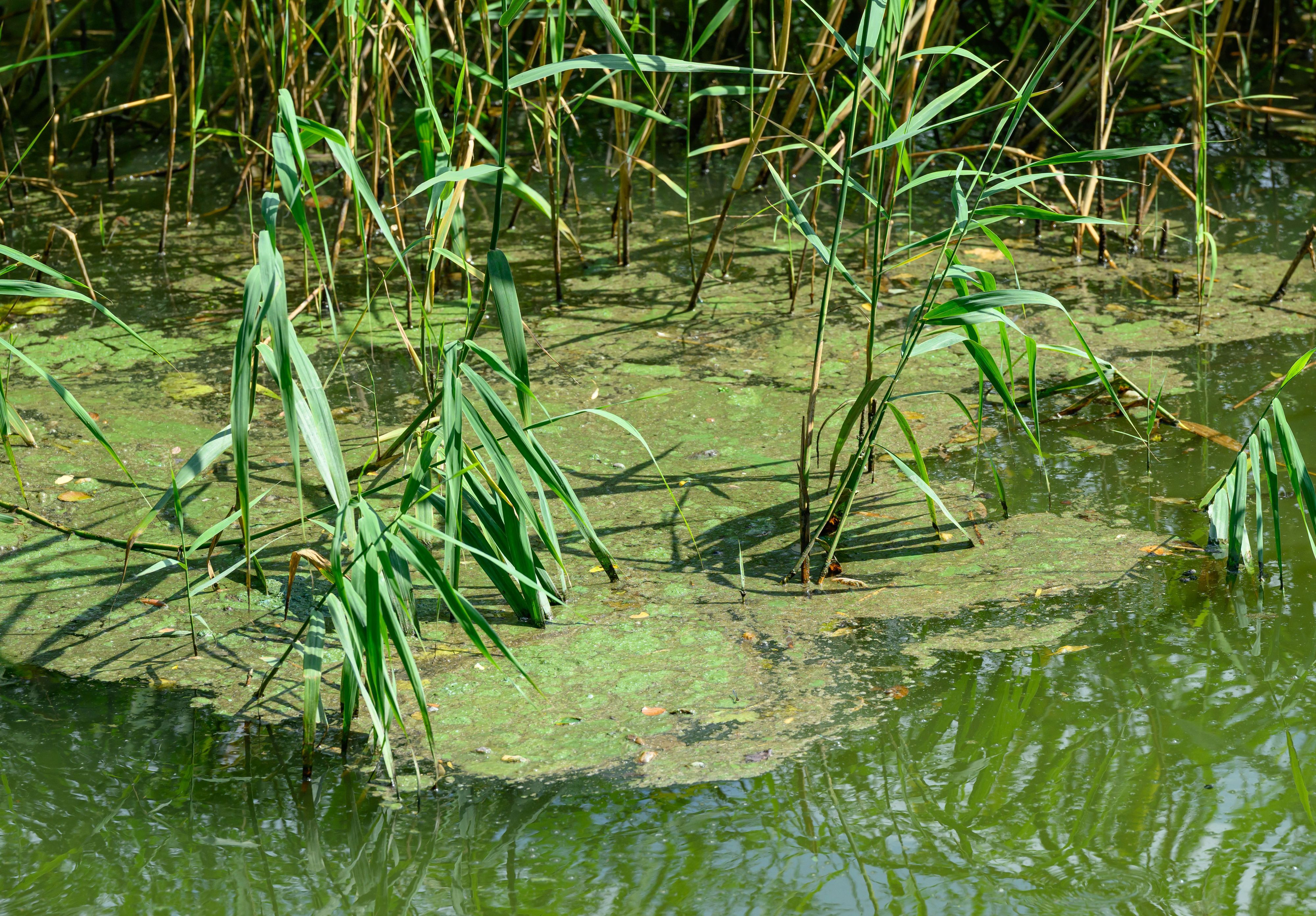 Algen schwimmen auf dem Wasser.