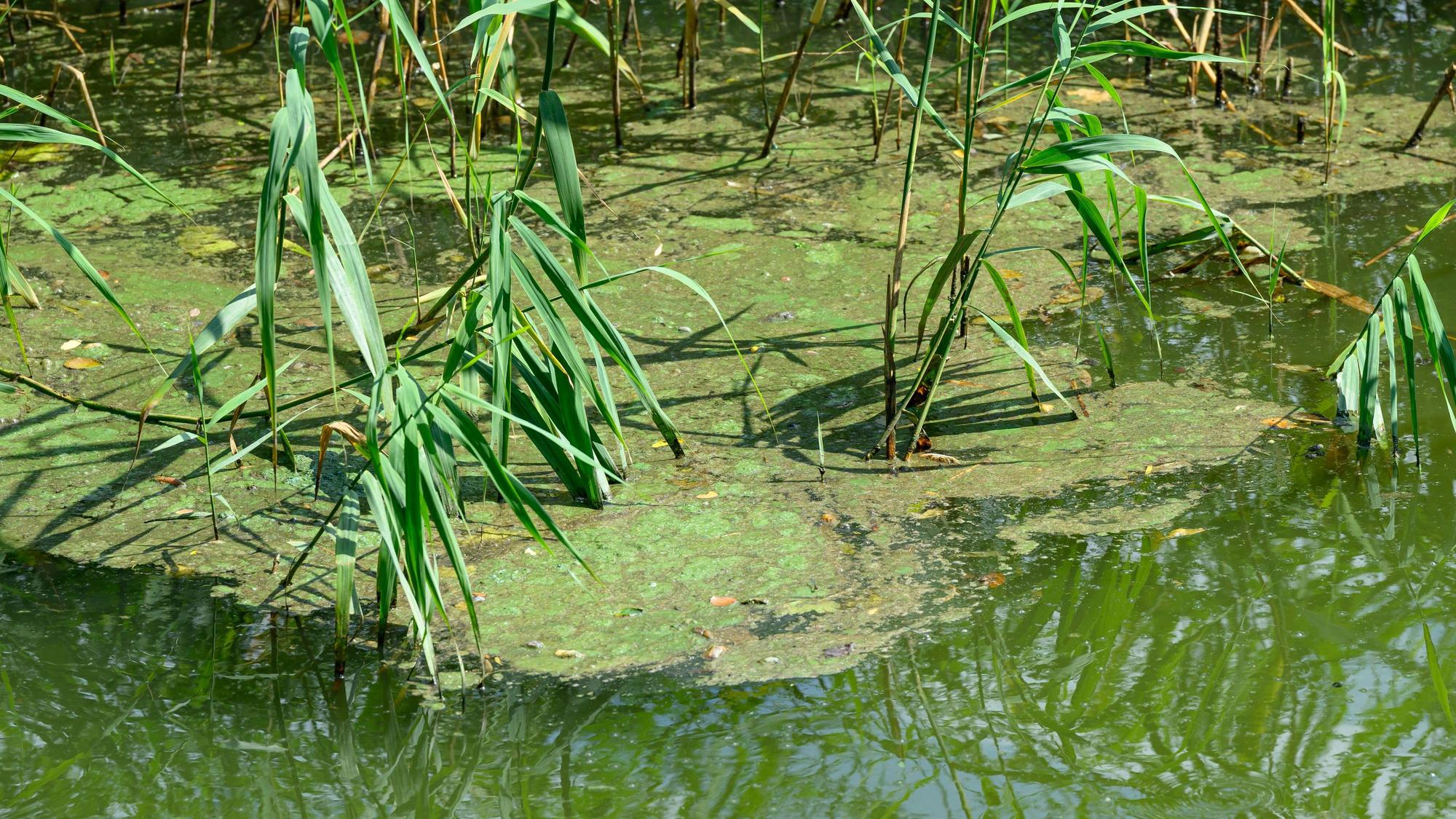 Algen schwimmen auf dem Wasser.