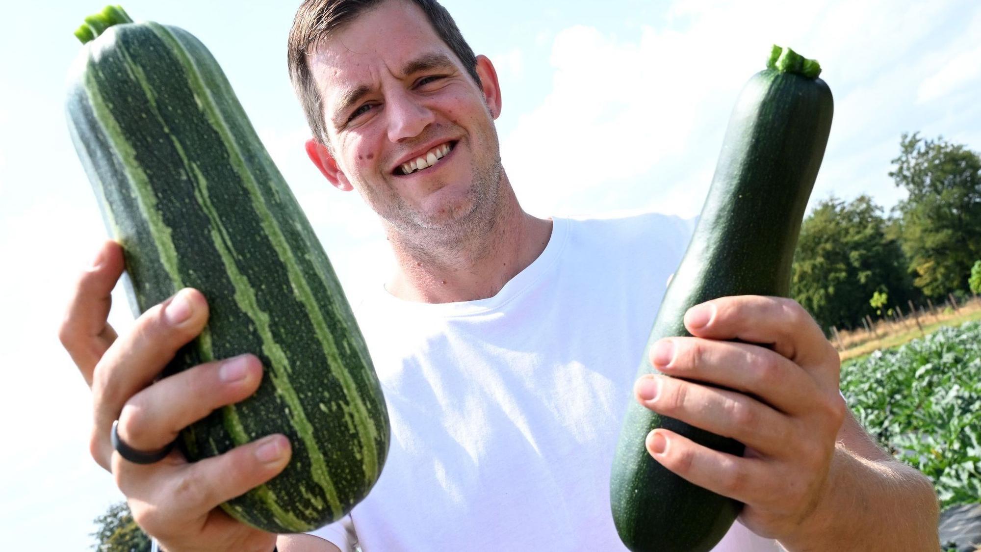 Hobbygärtner erntet Zucchini für Spenden an Tafeln