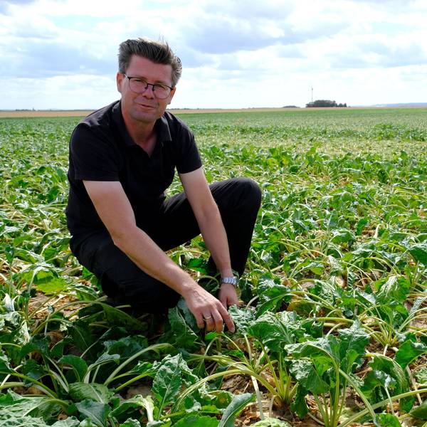 Landwirt Toni Winkelhag kniet in schwarzer Kleidung auf einem Zuckerrübenfeld.