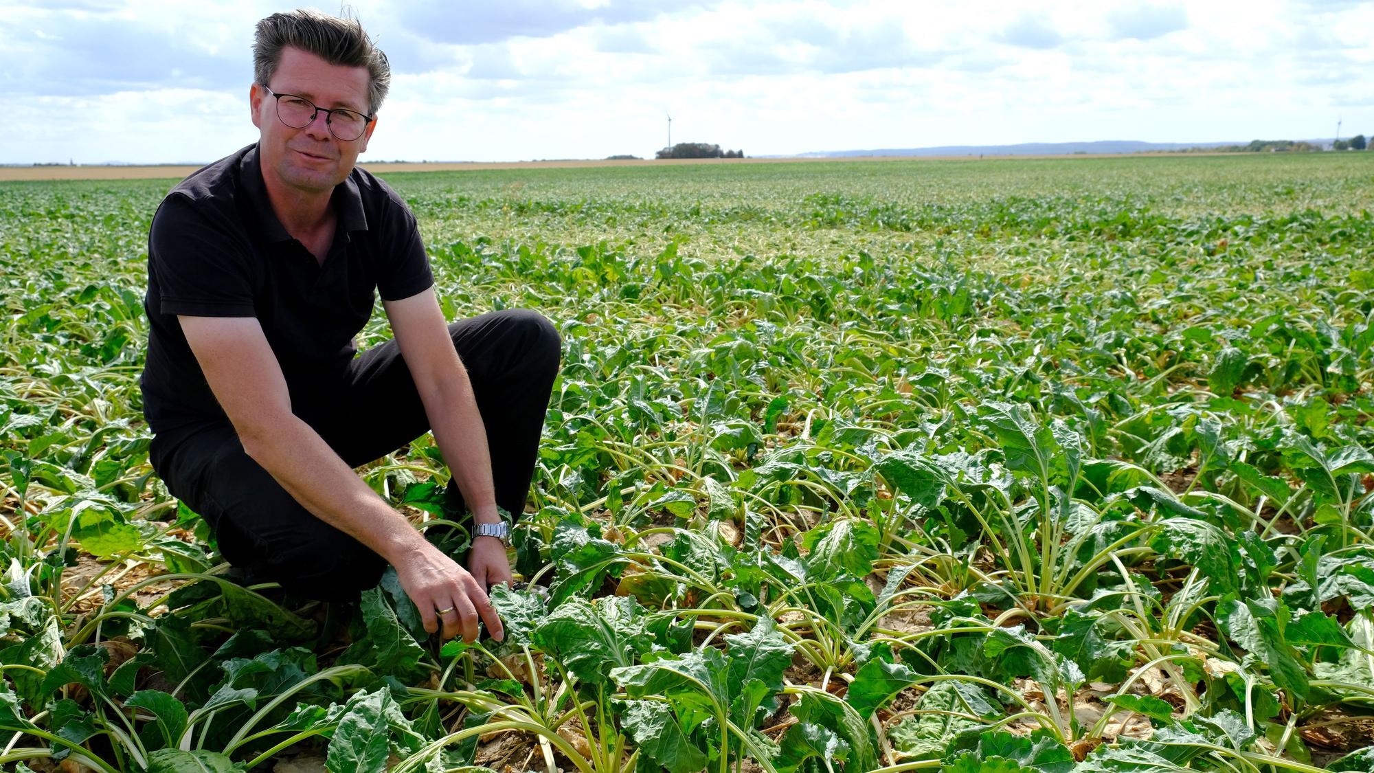 Landwirt Toni Winkelhag kniet in schwarzer Kleidung auf einem Zuckerrübenfeld.
