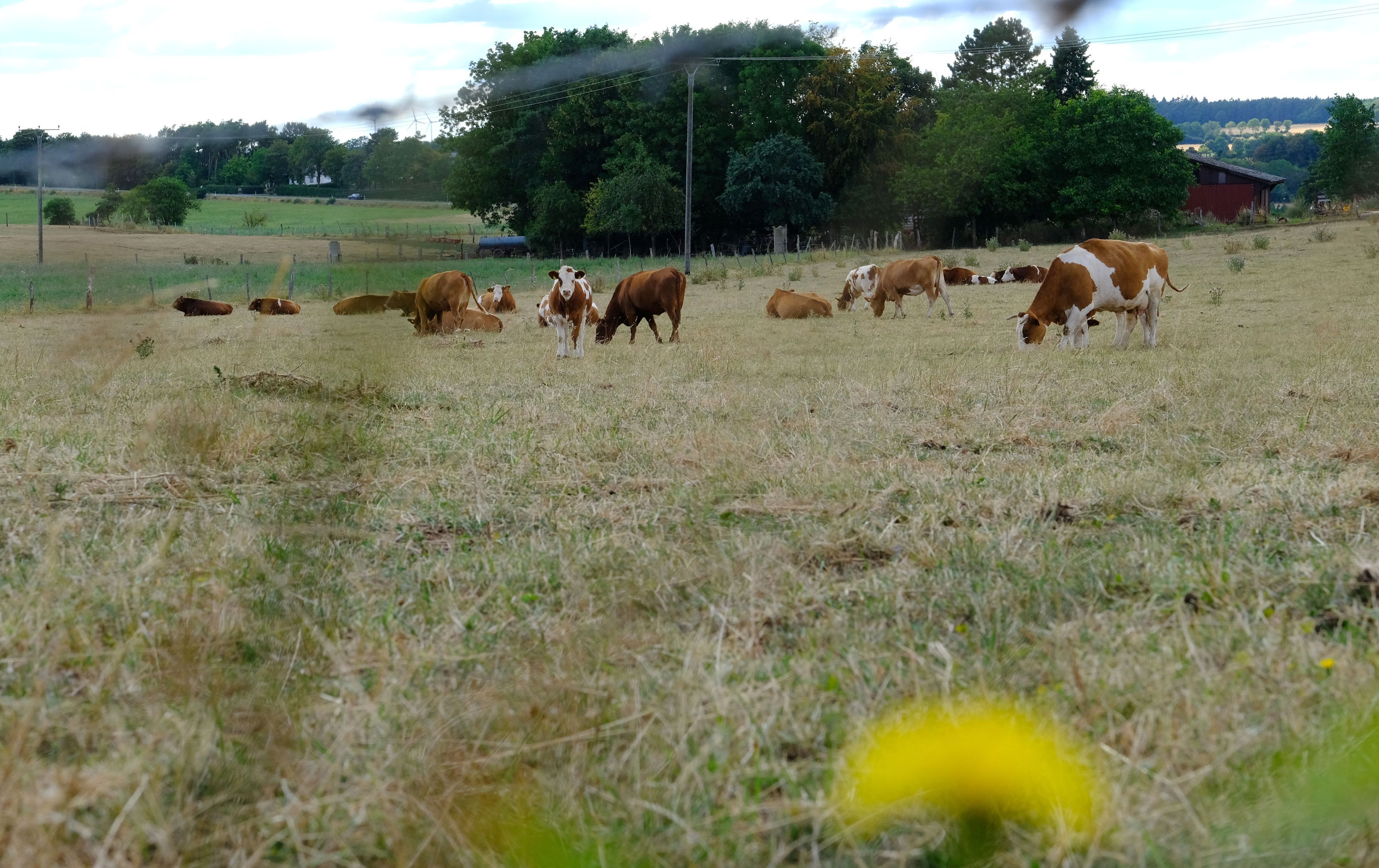 Kühe grasen auf einer mehr gelben als grünen Wiese, im Hintergrund sind Bäume zu sehen.