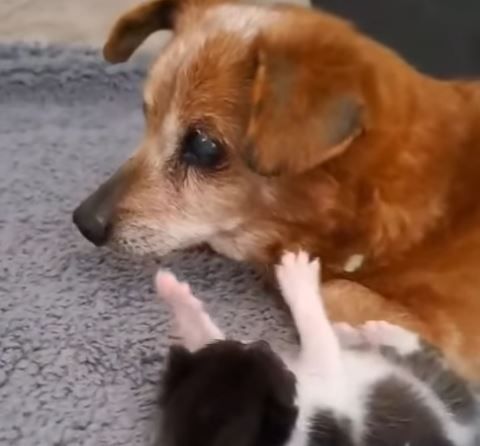 Hundesenior „Tommy“ wird mit 19 Jahren zum Betreuer für Katzenwelpen.