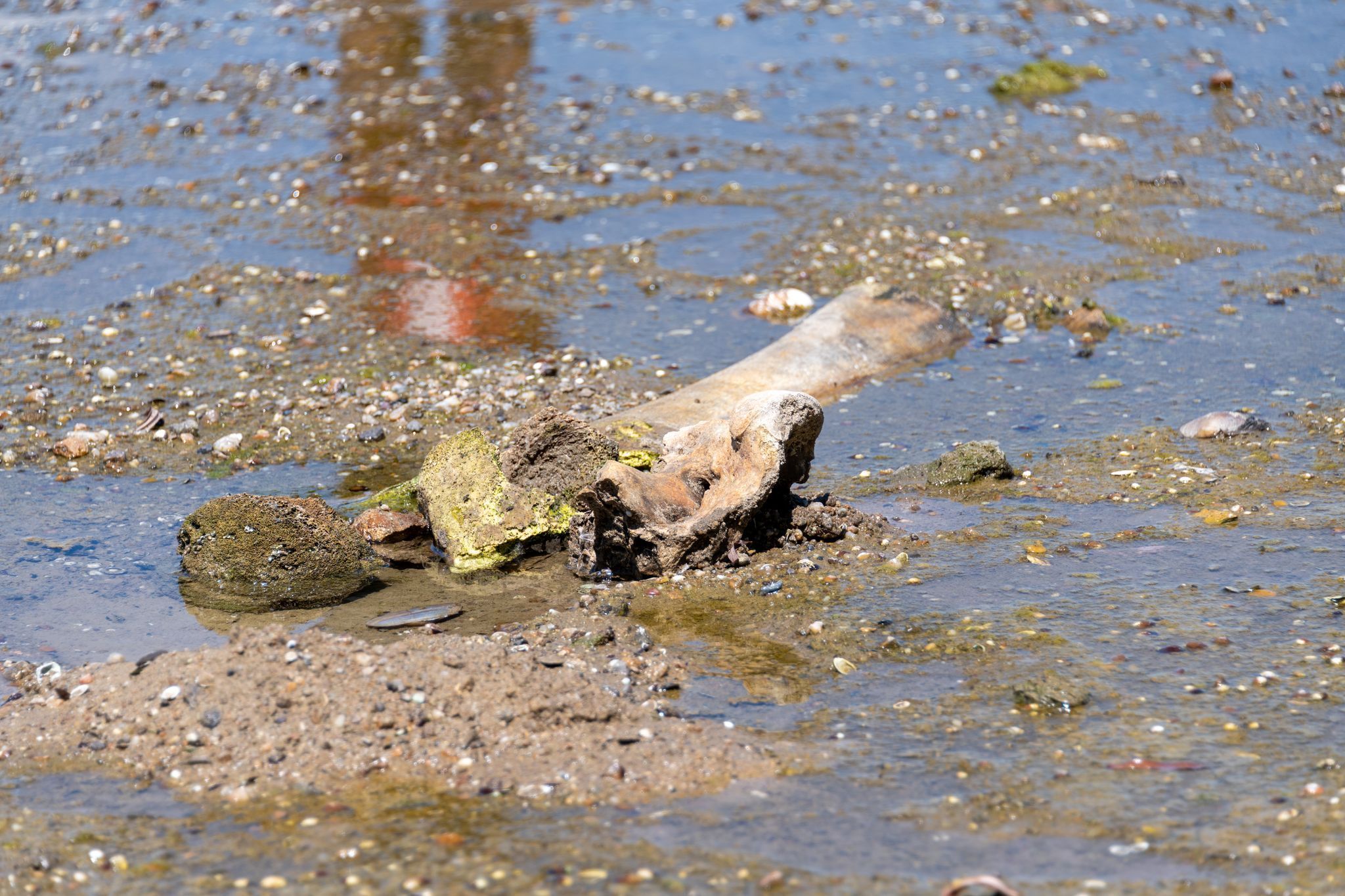 Mammutknochen an der Donau in Bulgarien