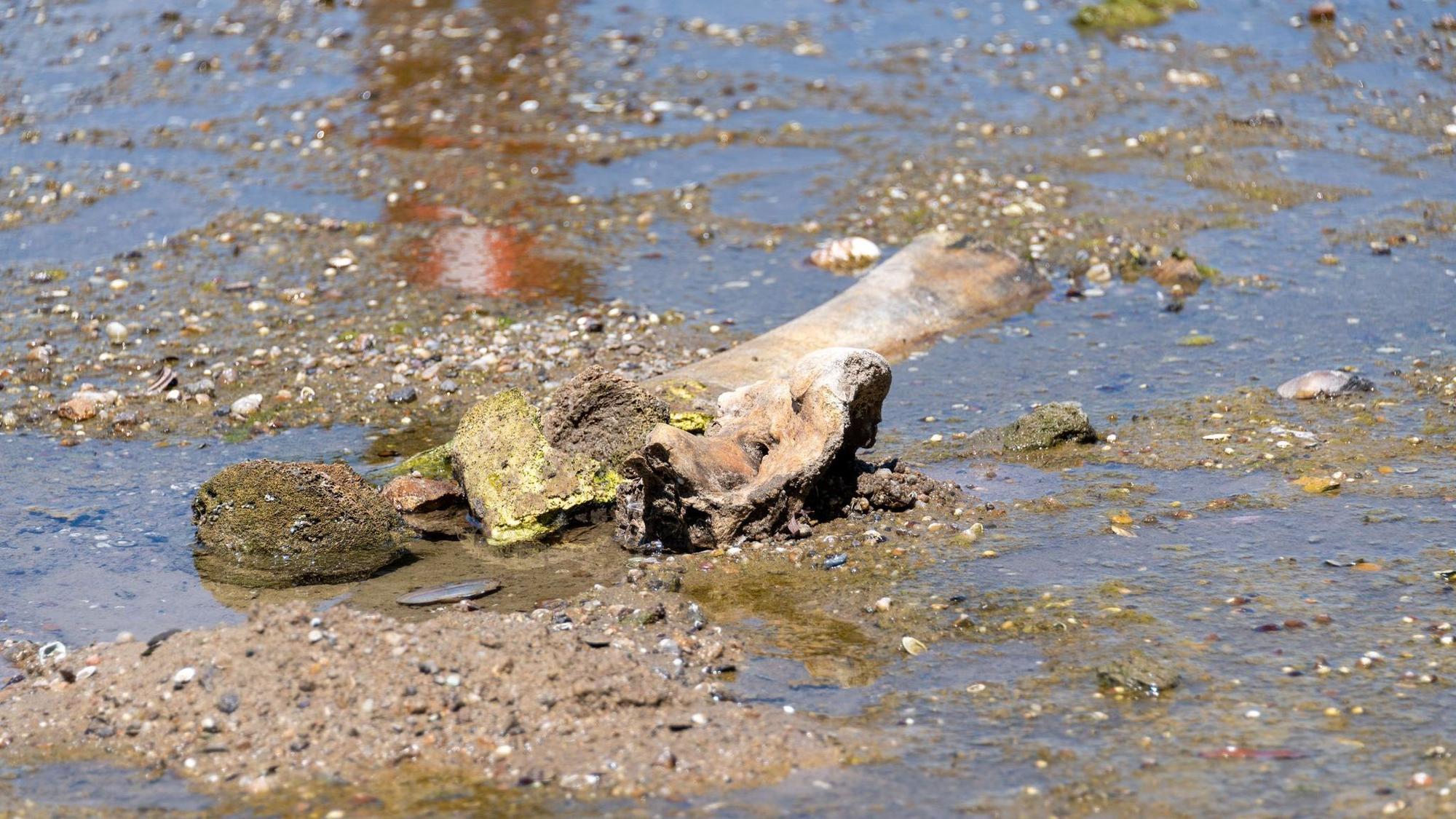Mammutknochen an der Donau in Bulgarien