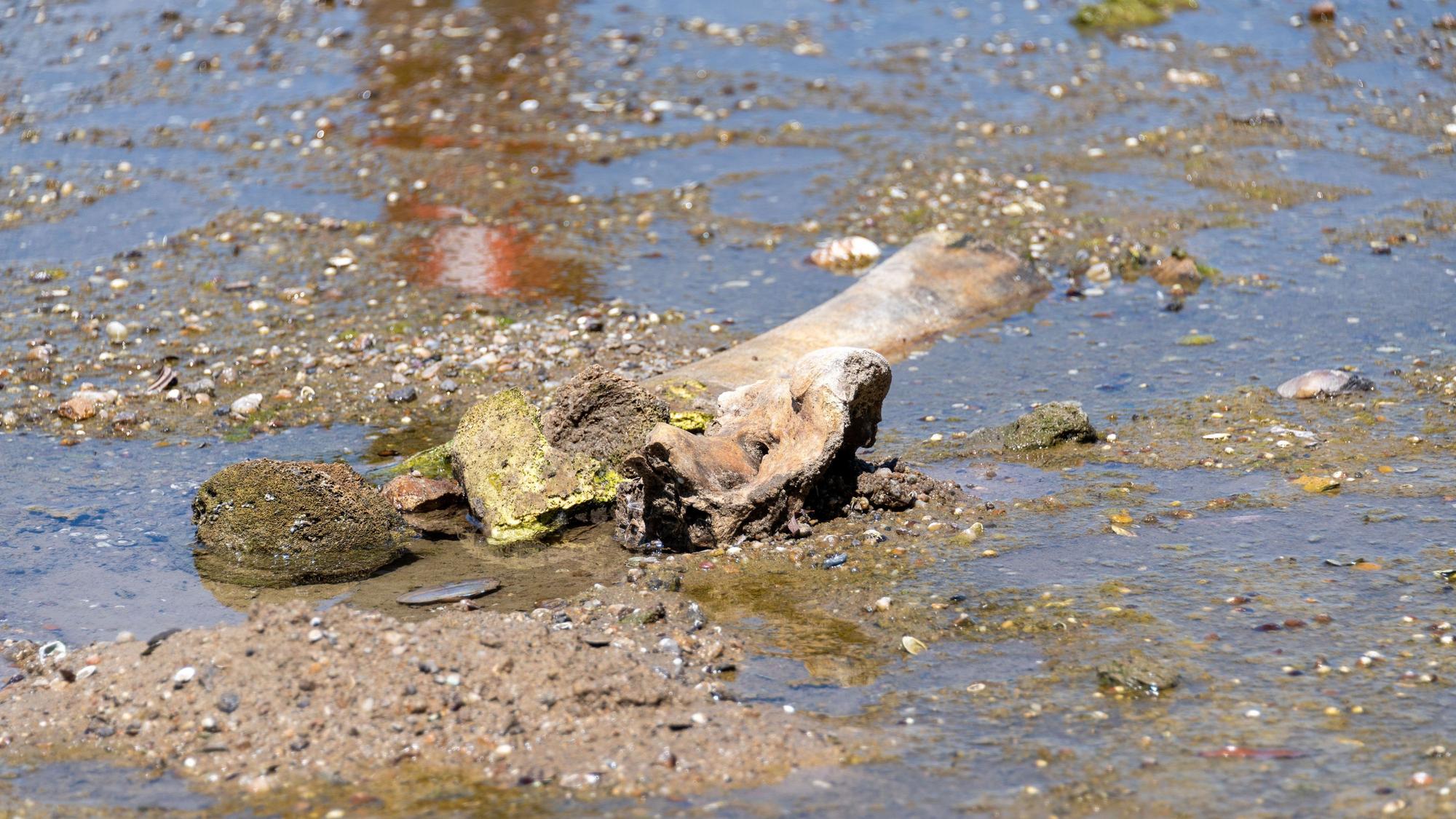 Überreste eines Mammuts liegen am Donauufer in Bulgarien. Wegen der extremen Trockenheit schrumpfte das Flusswasser und brachte Mammutknochen ans Licht.