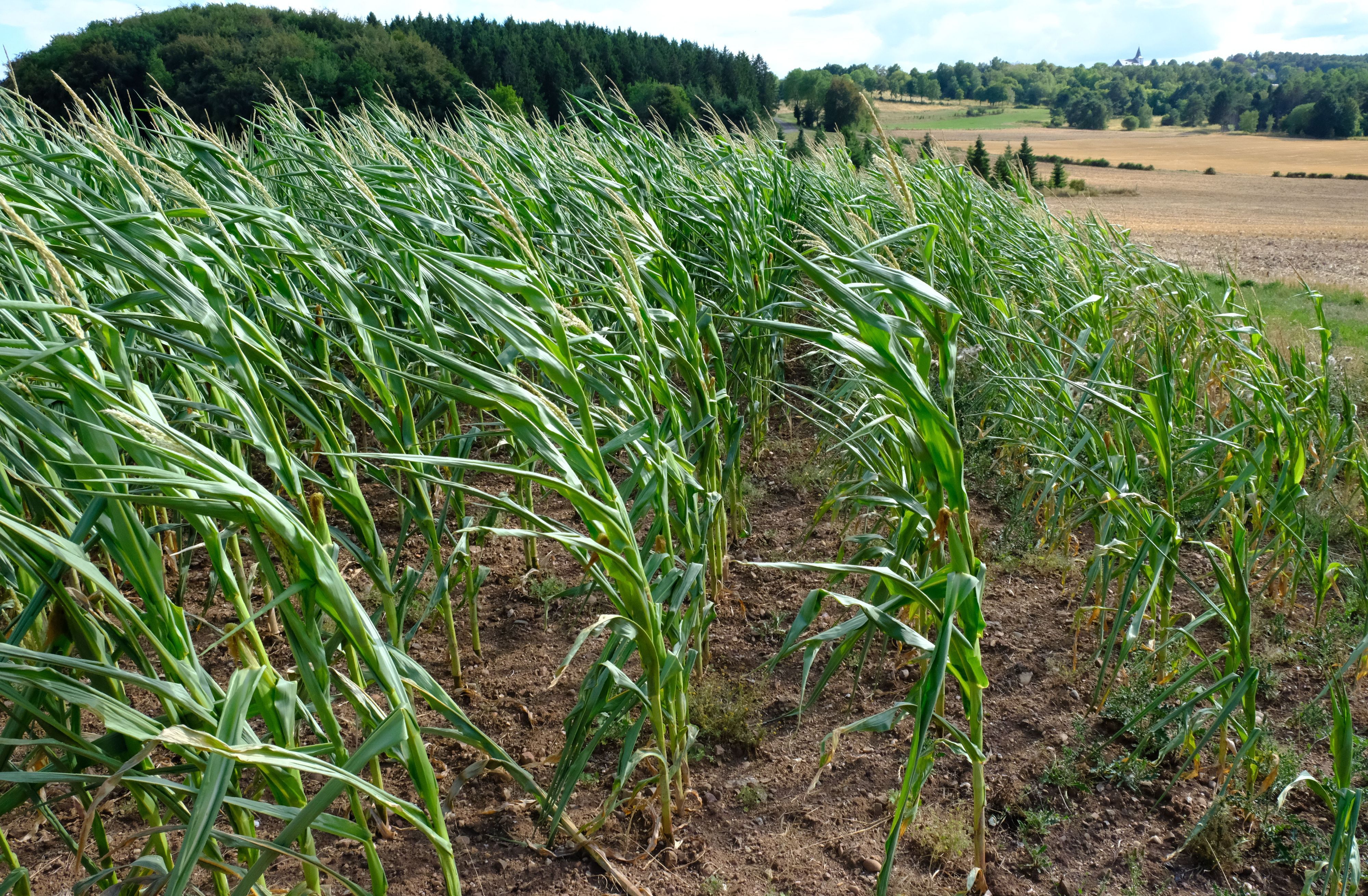 Auf einem Feld wehen Mais-Pflanzen im Wind. Im Hintergrund sin Bäume und Stoppelfelder zu erkennen.