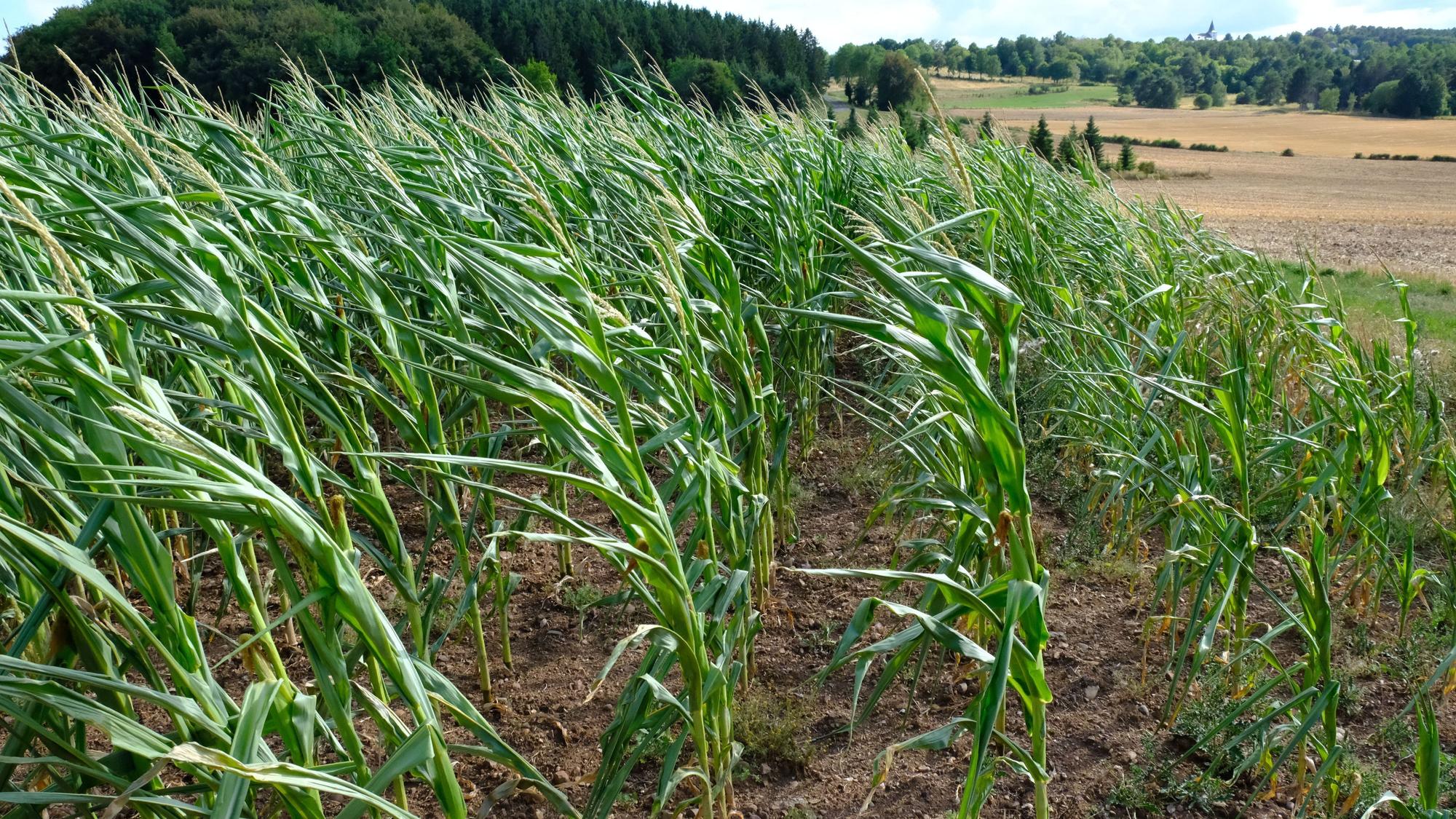 Auf einem Feld wehen Mais-Pflanzen im Wind. Im Hintergrund sin Bäume und Stoppelfelder zu erkennen.