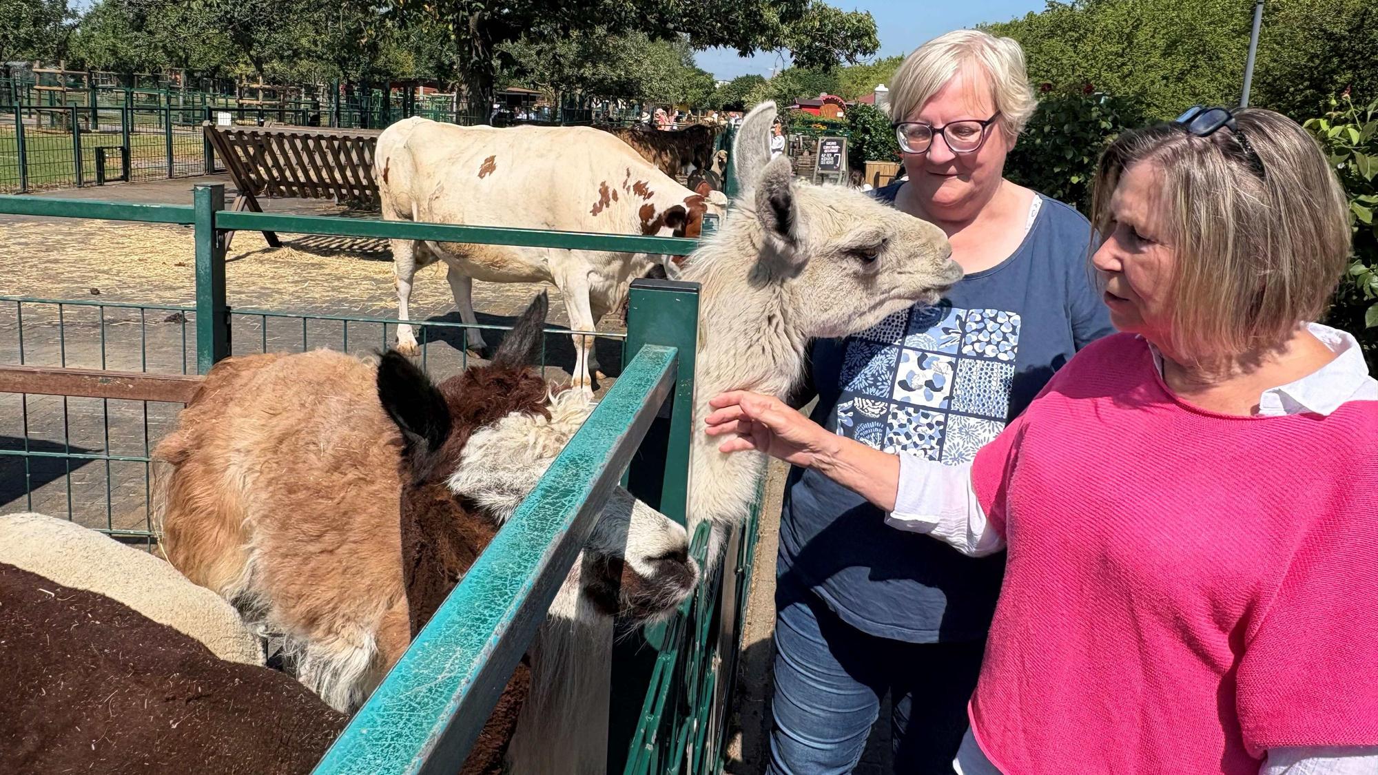 Zwei Frauen streicheln Tiere in einem Gehege.