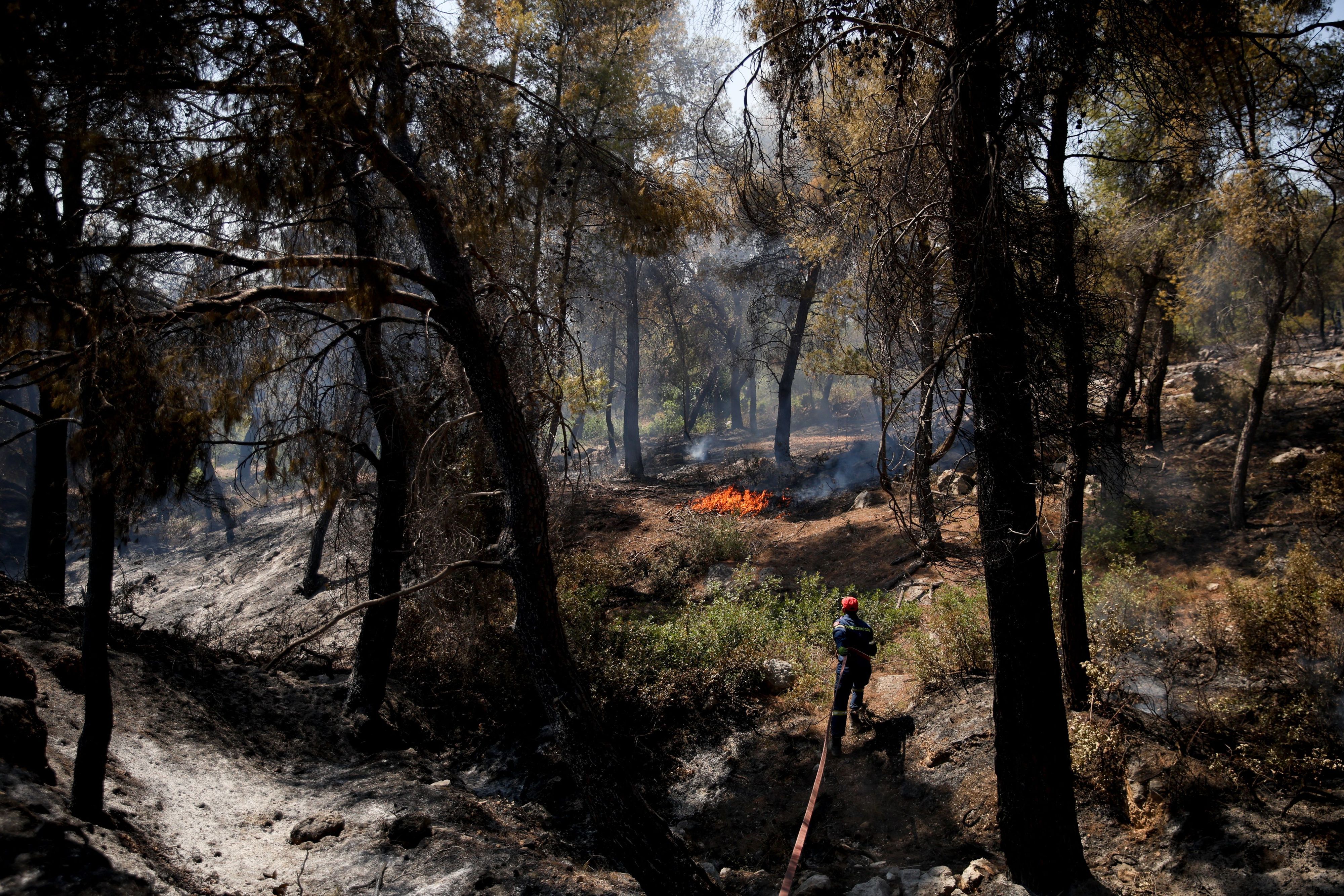 Verbrannte Bäume nach dem jüngsten Brand beim Dorf Psatha.