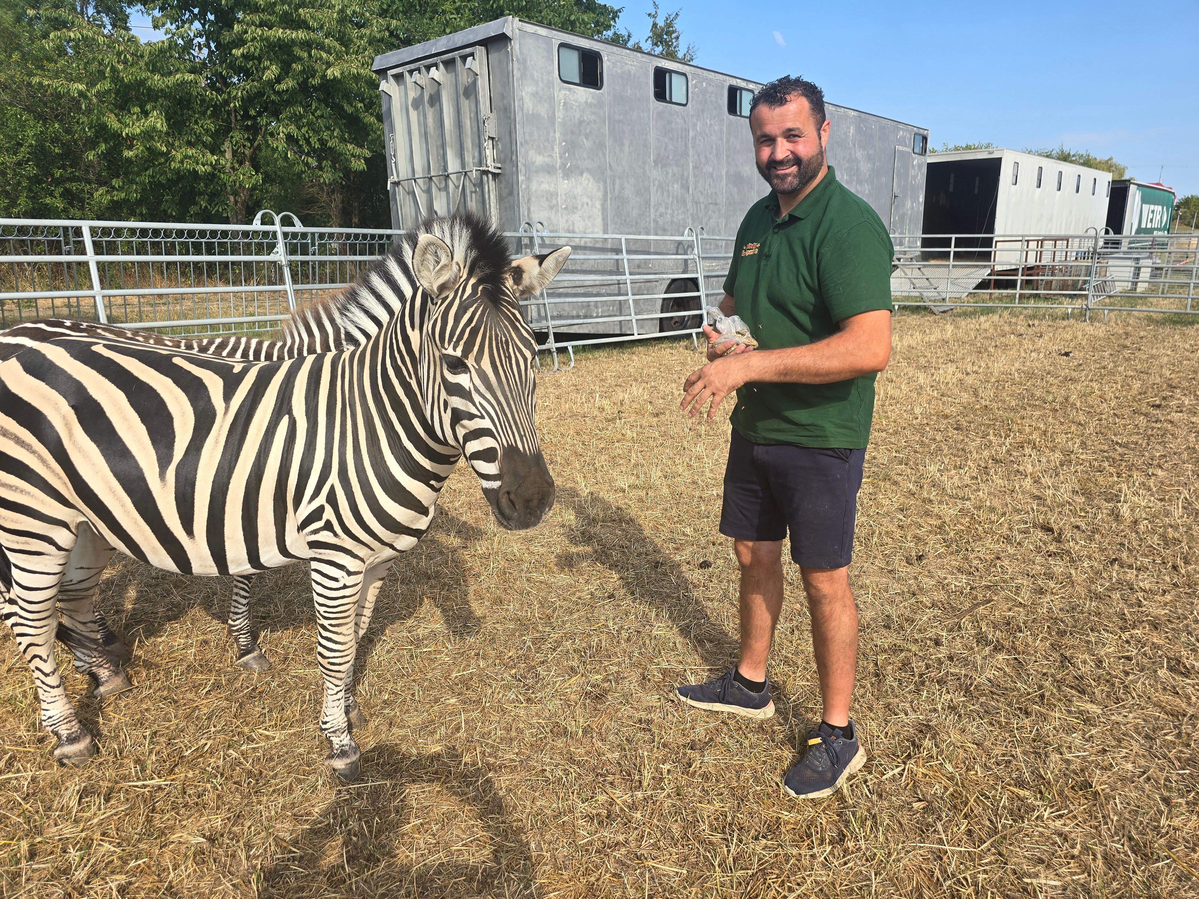 Romano Kübler von Melody's Circusland mit einem der Zebras.