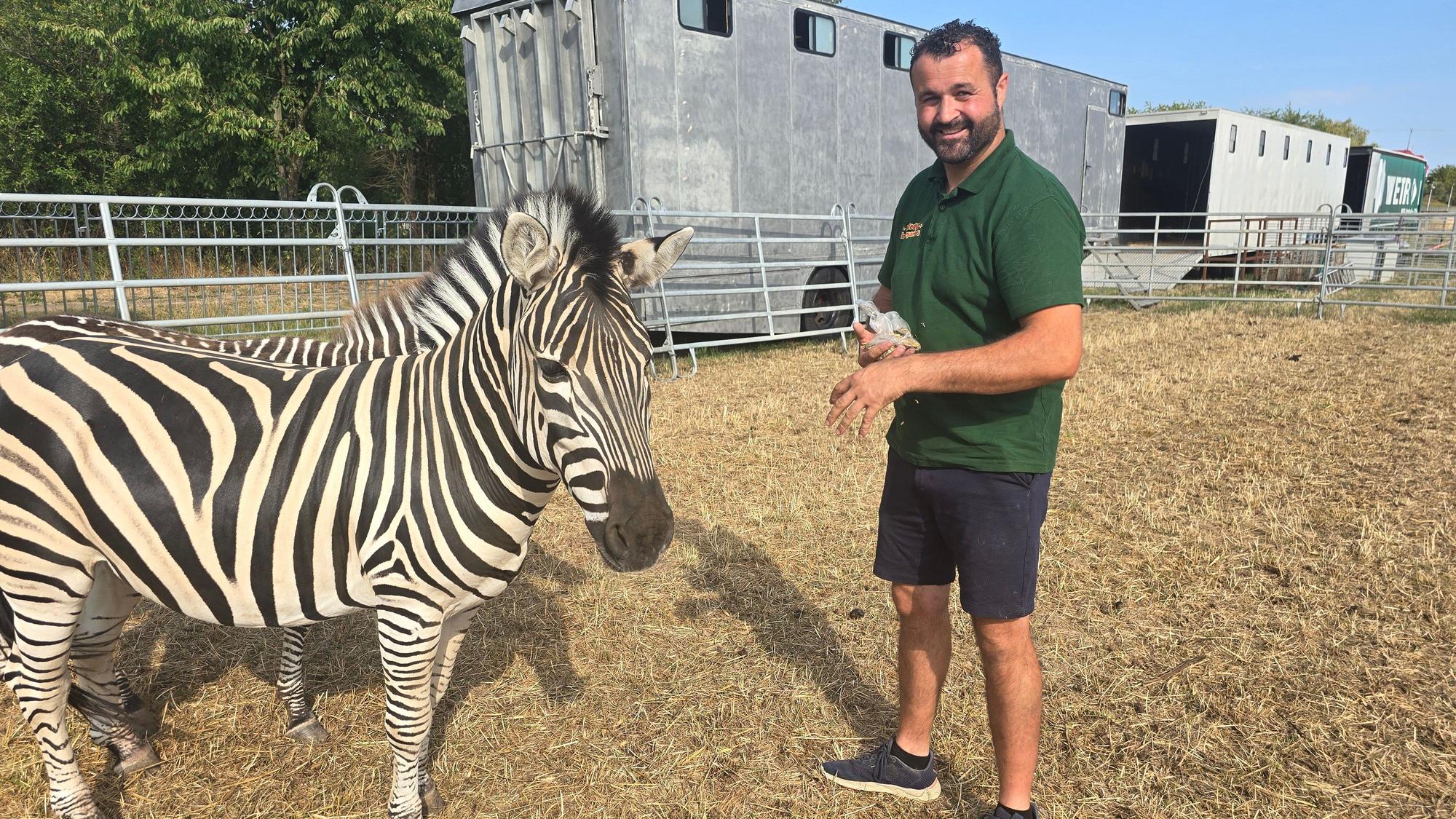 Romano Kübler von Melody's Circusland mit einem der Zebras.