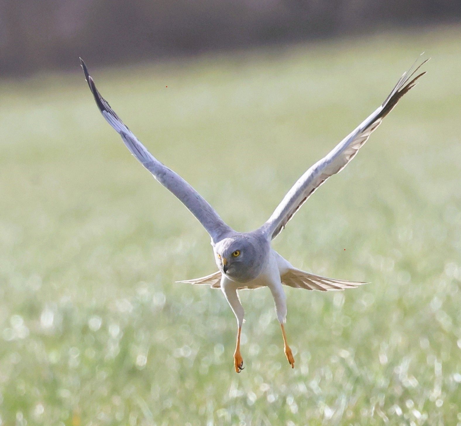 Zu sehen ist das ausgewachsene Männchen einer Kornweihe im Flug.