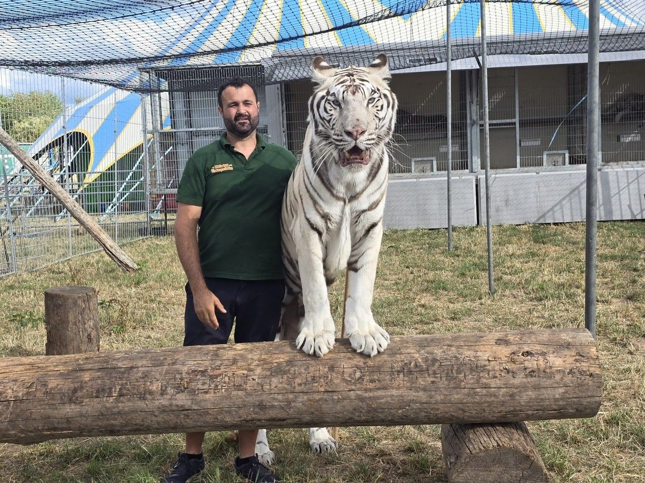 Einer von sechs Tigern im Melody's Circusland, Wachtberg, mit Betreiber Romano Kübler