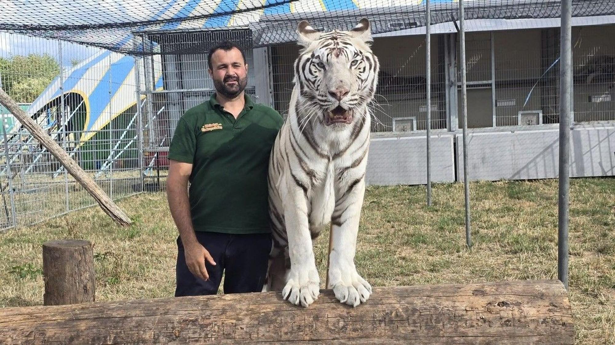 Einer von sechs Tigern im Melody's Circusland, Wachtberg, mit Betreiber Romano Kübler