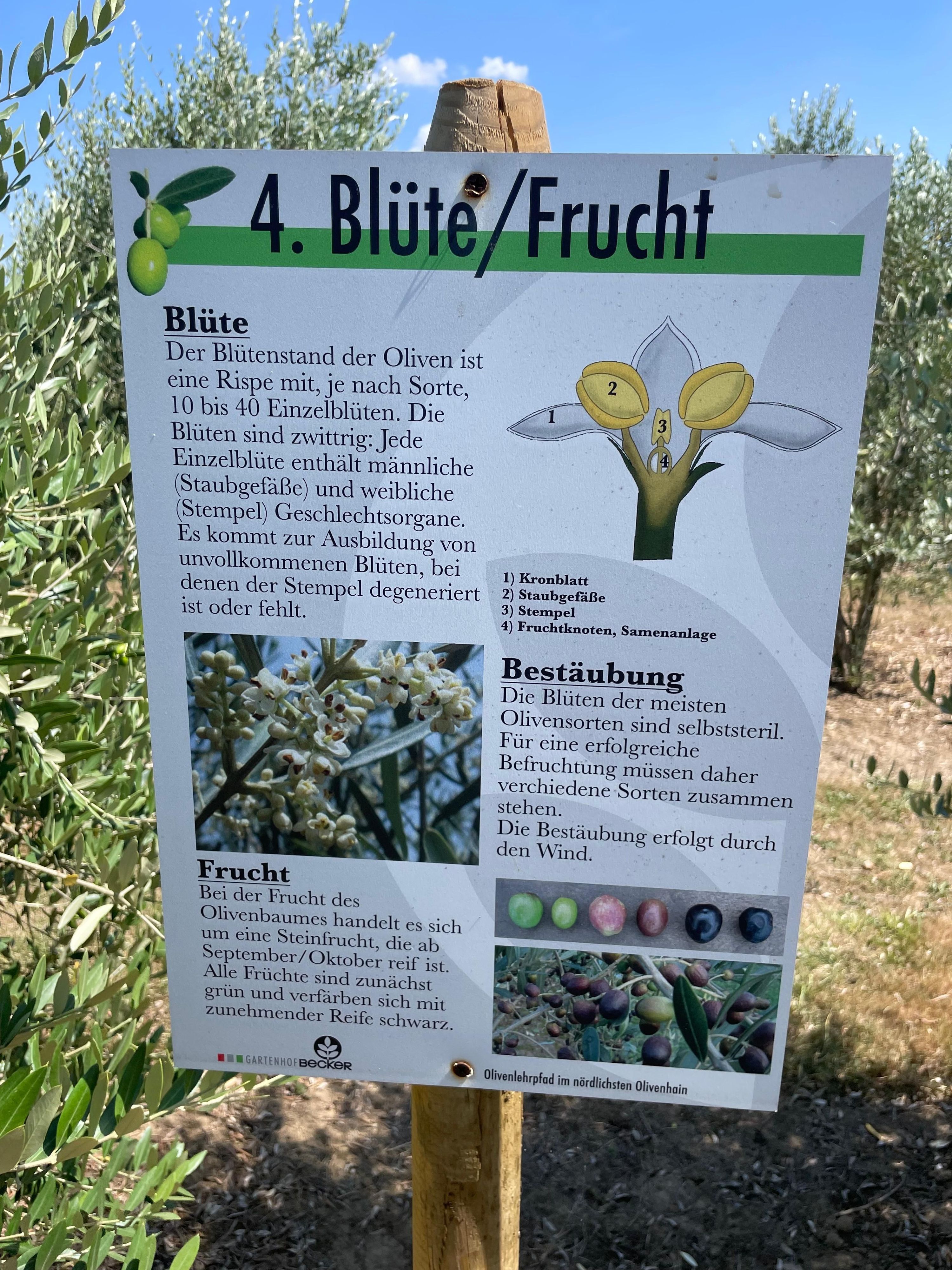 Eine Tafel informiert über den Olivenbaum.