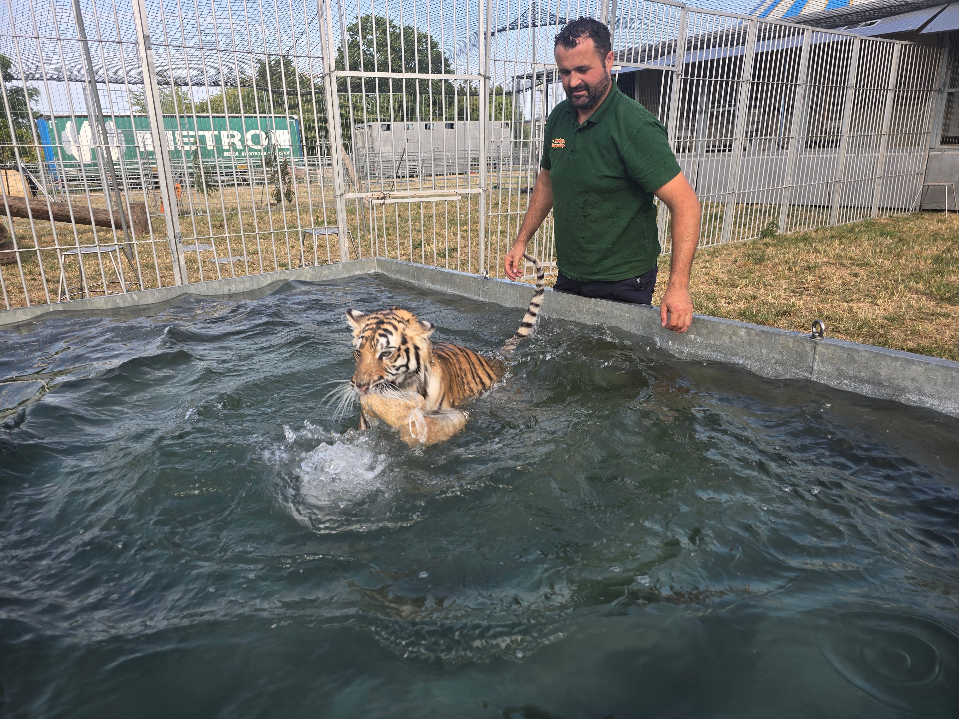 Tigerschwimmt im Stahlbecken im Melody's Circusland, Wachtberg, mit Betreiber Romano Kübler