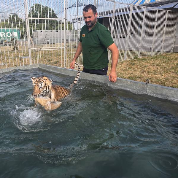 Tigerschwimmt im Stahlbecken im Melody's Circusland, Wachtberg, mit Betreiber Romano Kübler