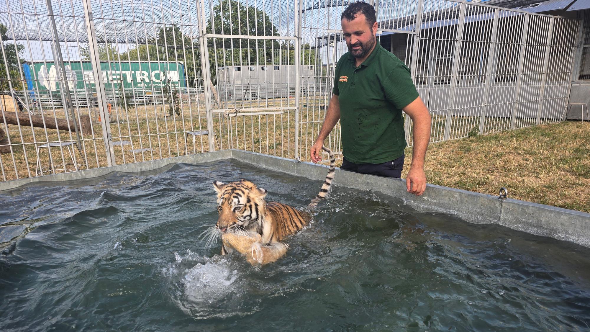 Tigerschwimmt im Stahlbecken im Melody's Circusland, Wachtberg, mit Betreiber Romano Kübler