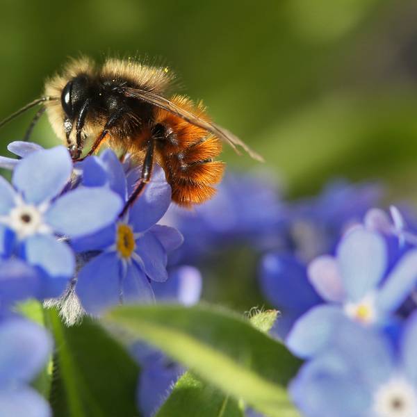 Eine Biene an einer blauen Blüte.