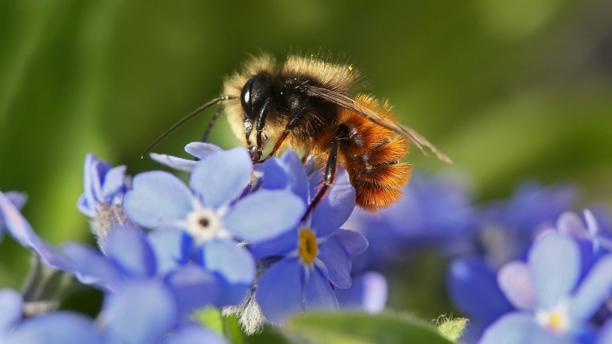 Eine Biene an einer blauen Blüte.