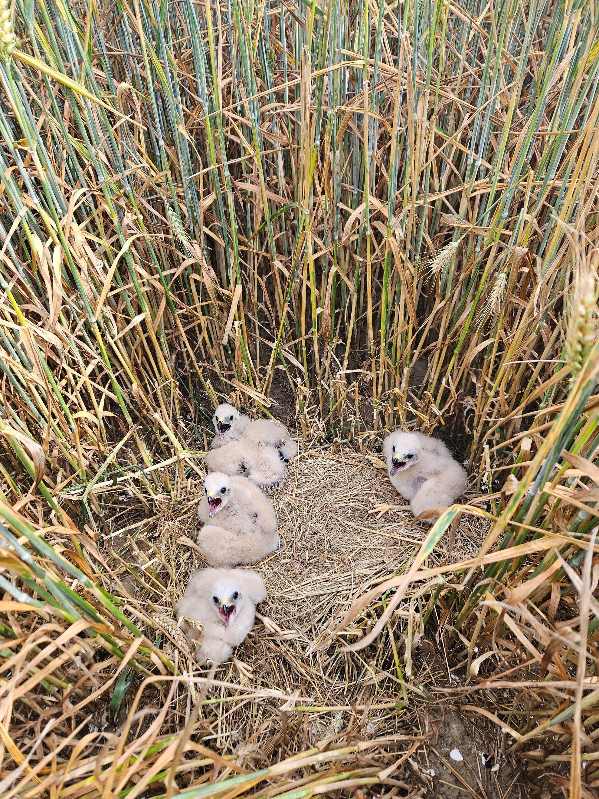Vier Küken mit Flaumfedern sitzen in ihrem Nest im Kornfeld.