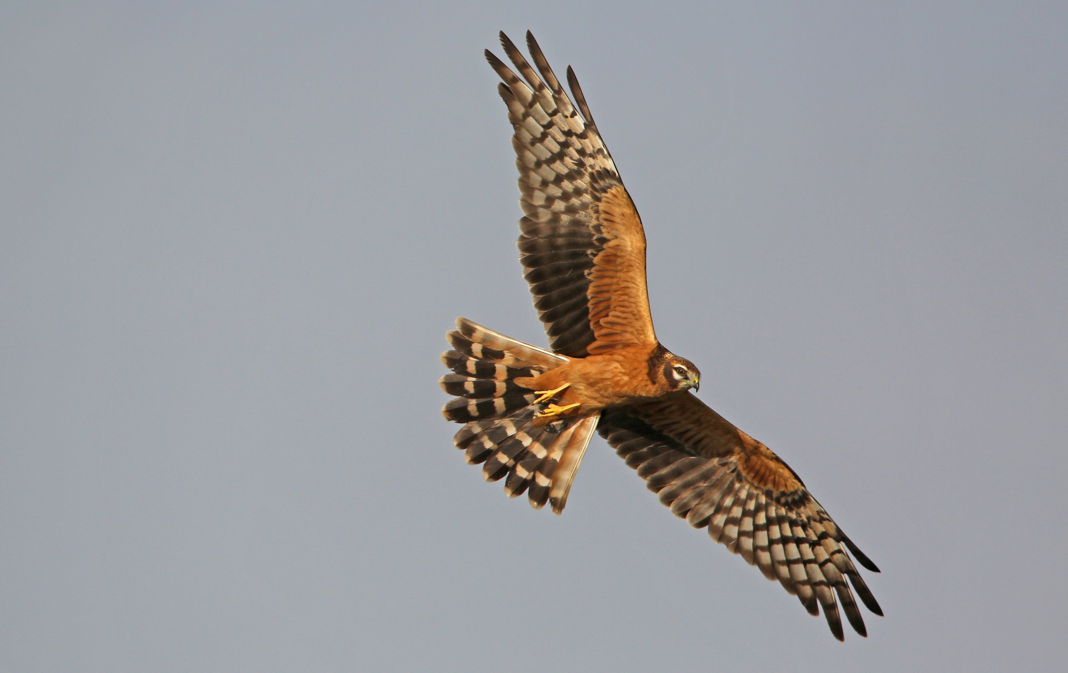Eine Wiesenweihe im Flug.