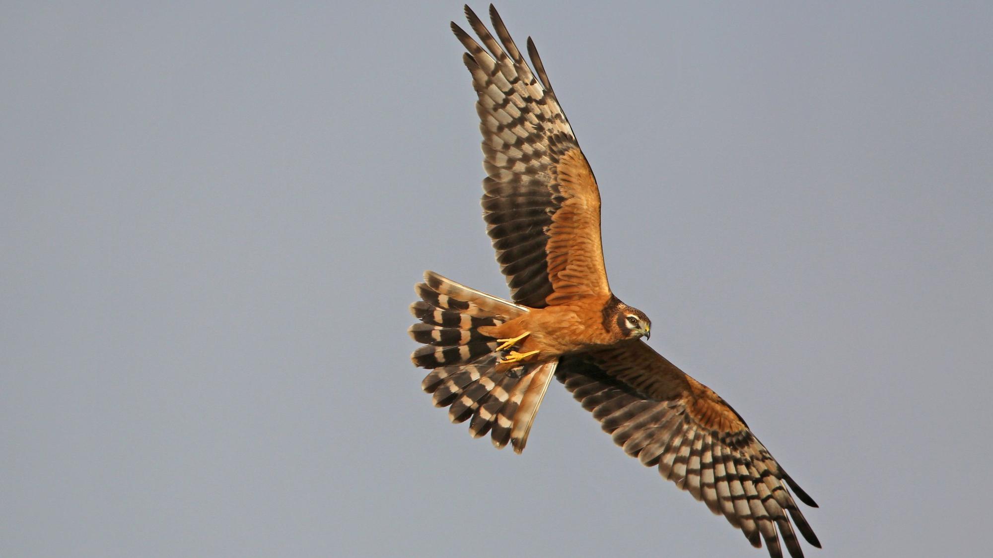 Eine Wiesenweihe im Flug.