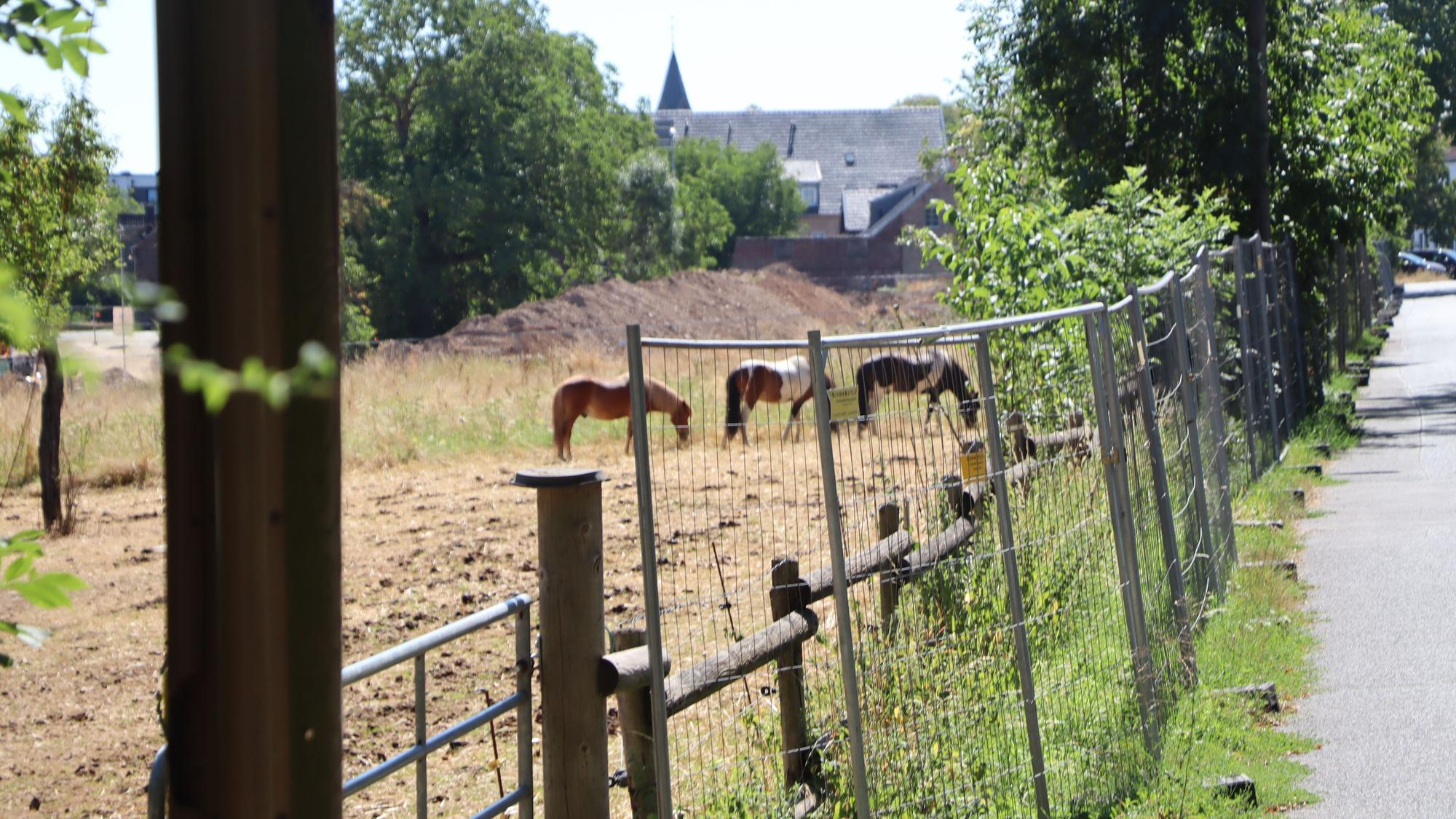 Zu sehen ist eine Pferdekoppel.