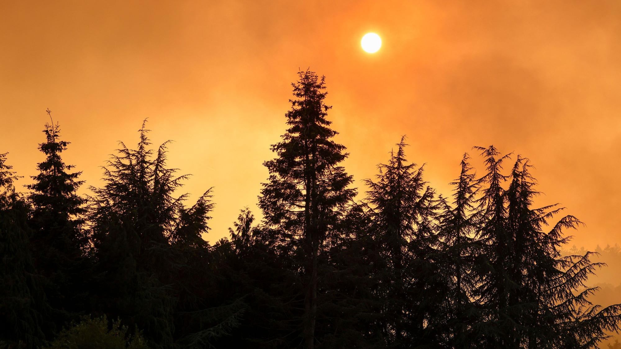 Dystopische Szenen: Im Hürtgenwald wütet ein Waldbrand – rund 1400 Kräfte sind im Einsatz. Gleichzeitig werden Rufe nach Konsequenzen laut.