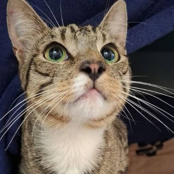 In Alfter wurde ein Kater entdeckt, den Unbekannte in einer mit Klebeband verschlossenen Katzentoilette abgestellt und sich selbst überlassen hatten.