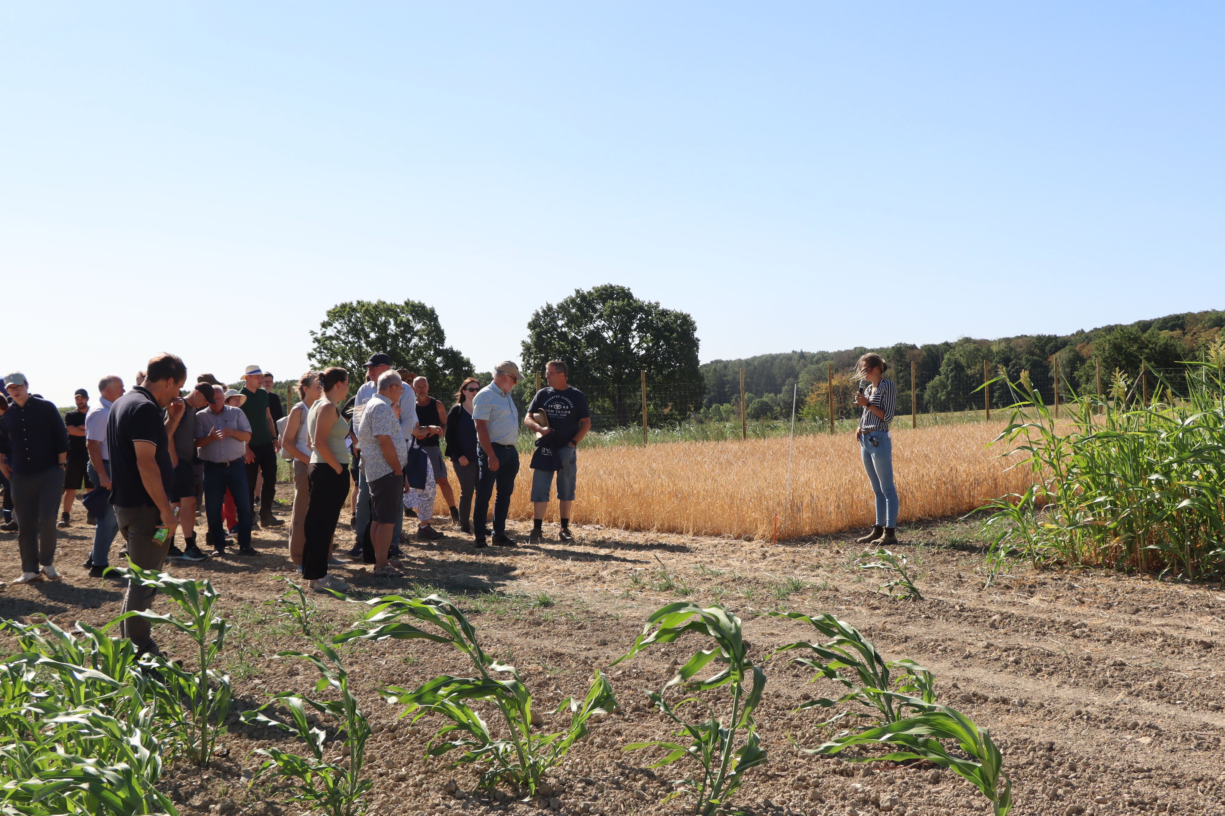 Im Anbau auf den Versuchsflächen ist sogar mehrjähriger Weizen - allerdings scheitert der Anbau in der Landwirtschaft einfach noch an den Erträgen.