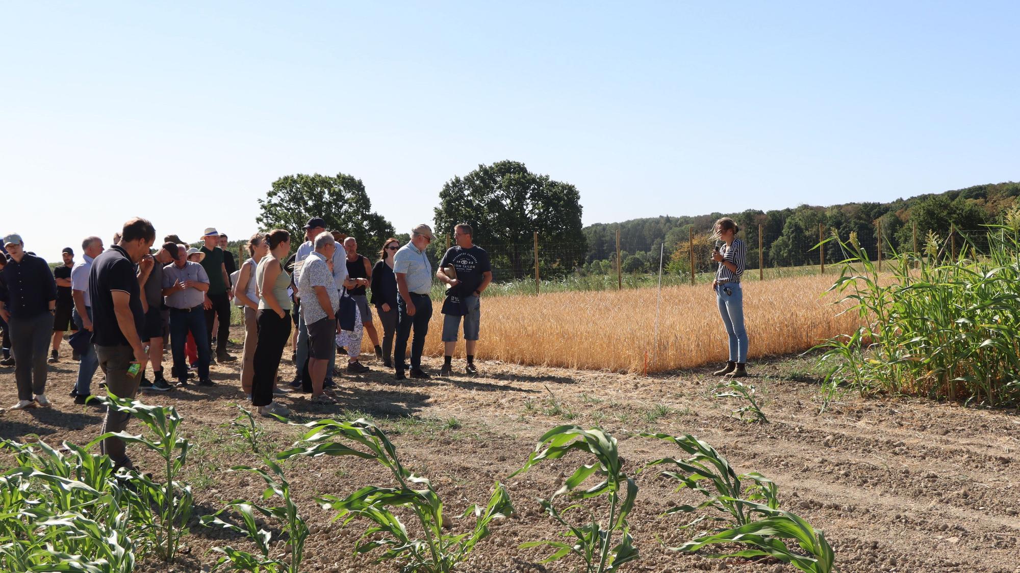 Im Anbau auf den Versuchsflächen ist sogar mehrjähriger Weizen - allerdings scheitert der Anbau in der Landwirtschaft einfach noch an den Erträgen.