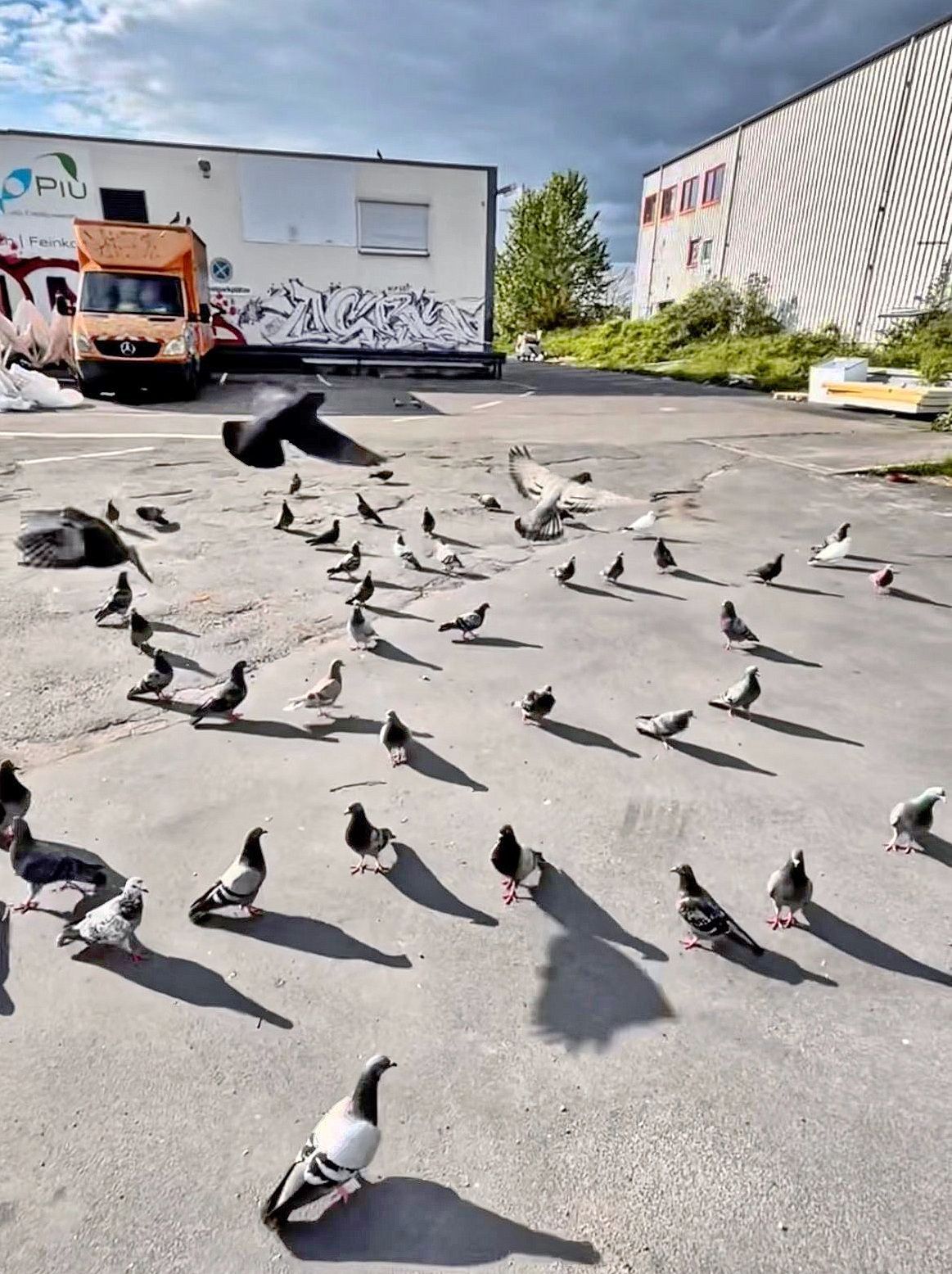 Rund 300 bis 500 Tauben leben und nisten auf dem ehemaligen Großmarktgelände, schätzen die Tierschützer. Tauben sind standorttreu.