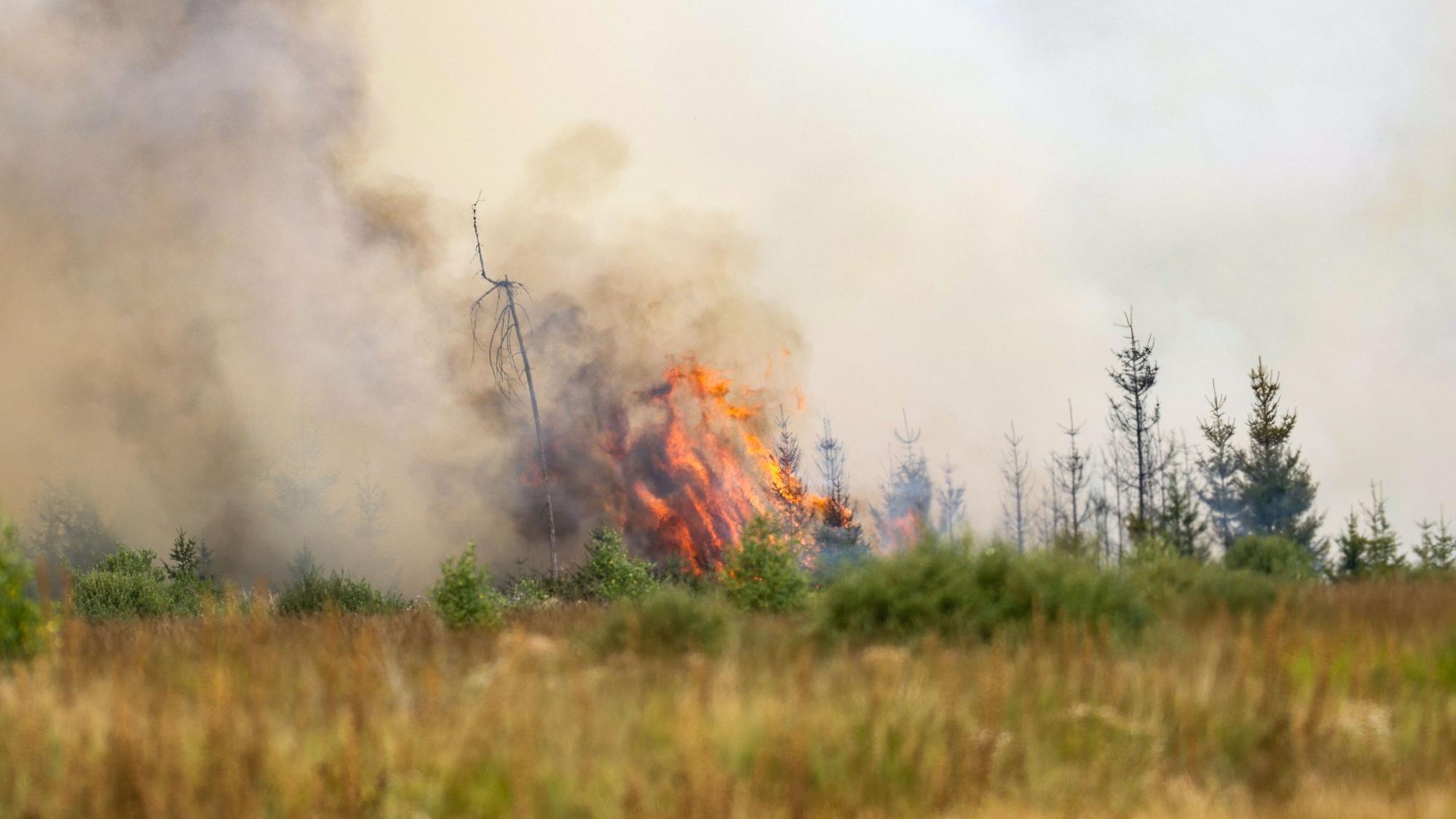 Flammen schlagen hoch in der Hochmoor- und Sumpflandschaft Hohe Venn unweit der deutschen Grenze.
