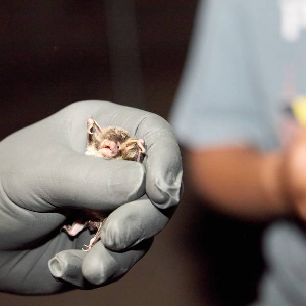 Eine Wasserfledermaus wird von einem Mann vorsichtig in der linken Hand festgehalten, an der er zum Schutz einen schwarzen Gummihandschuh trägt.