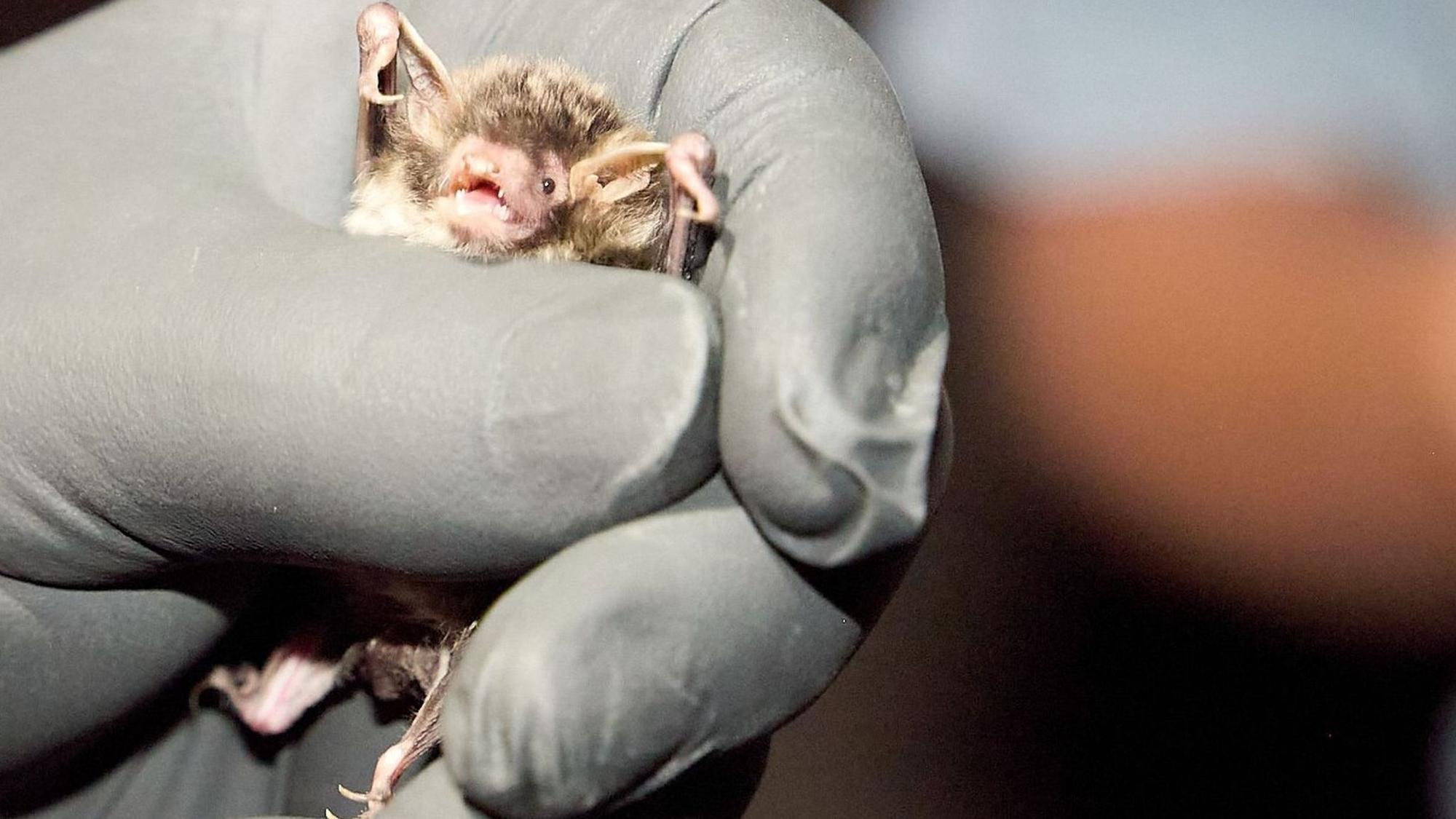 Eine Wasserfledermaus wird von einem Mann vorsichtig in der linken Hand festgehalten, an der er zum Schutz einen schwarzen Gummihandschuh trägt.