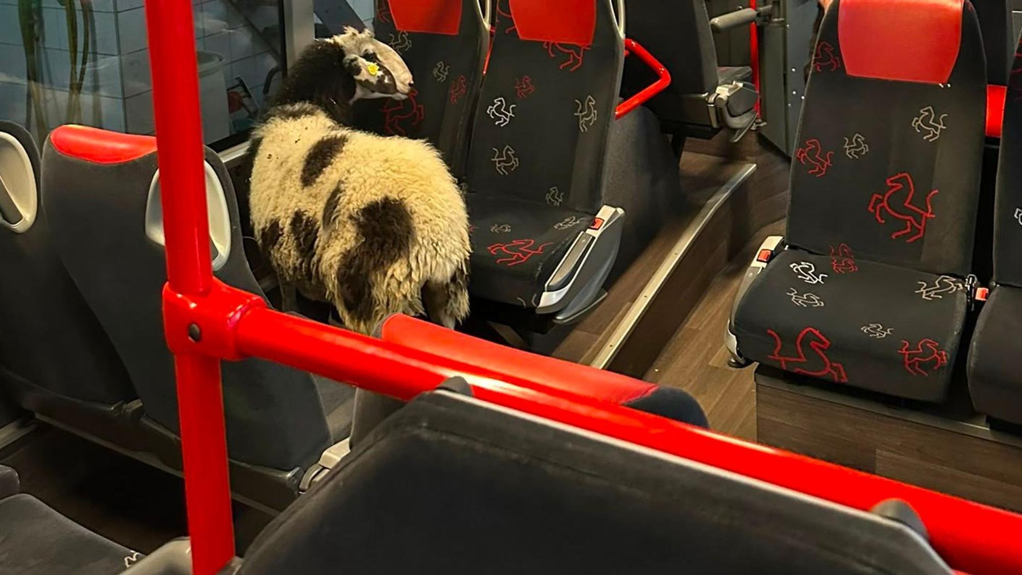 Schaf steigt in abgestellten Linienbus ein
