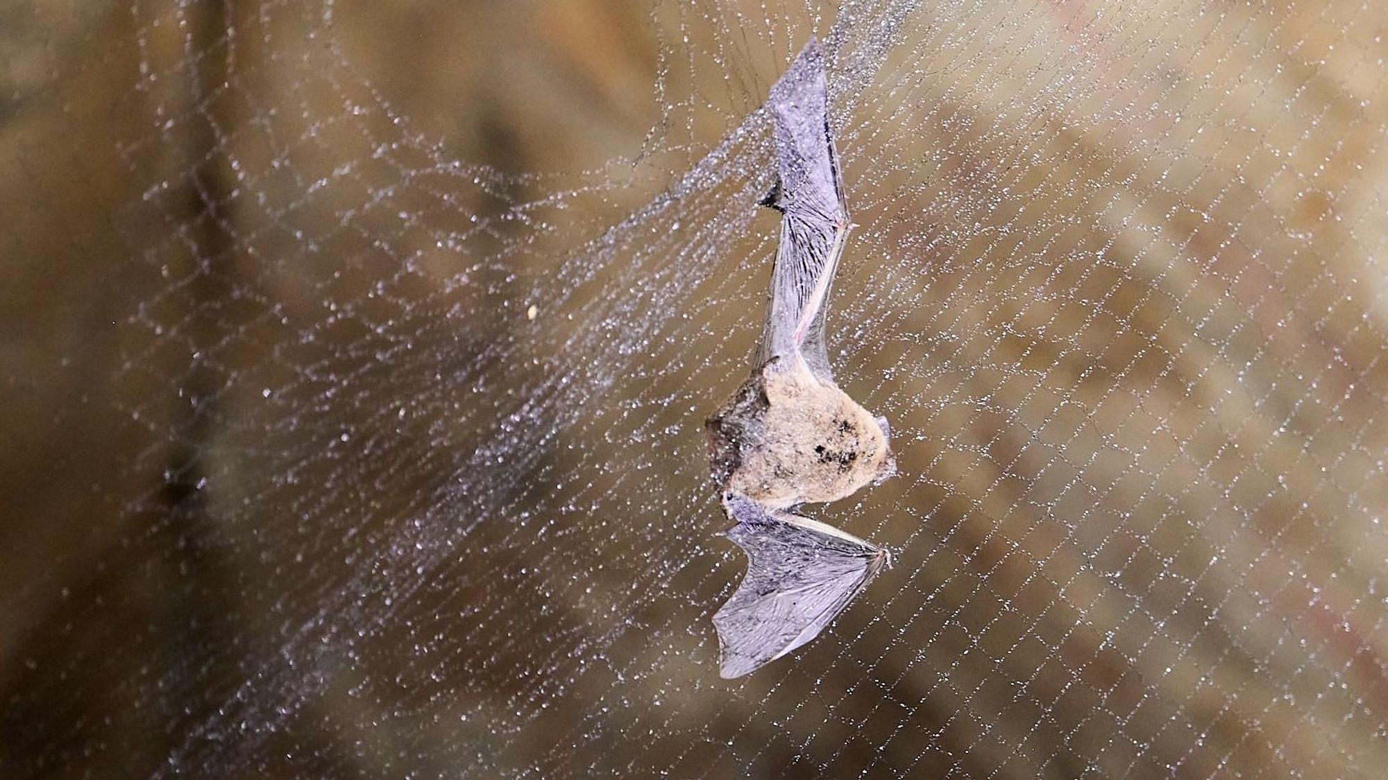 Eine Fledermaus hängt in einem feinen Netz.
