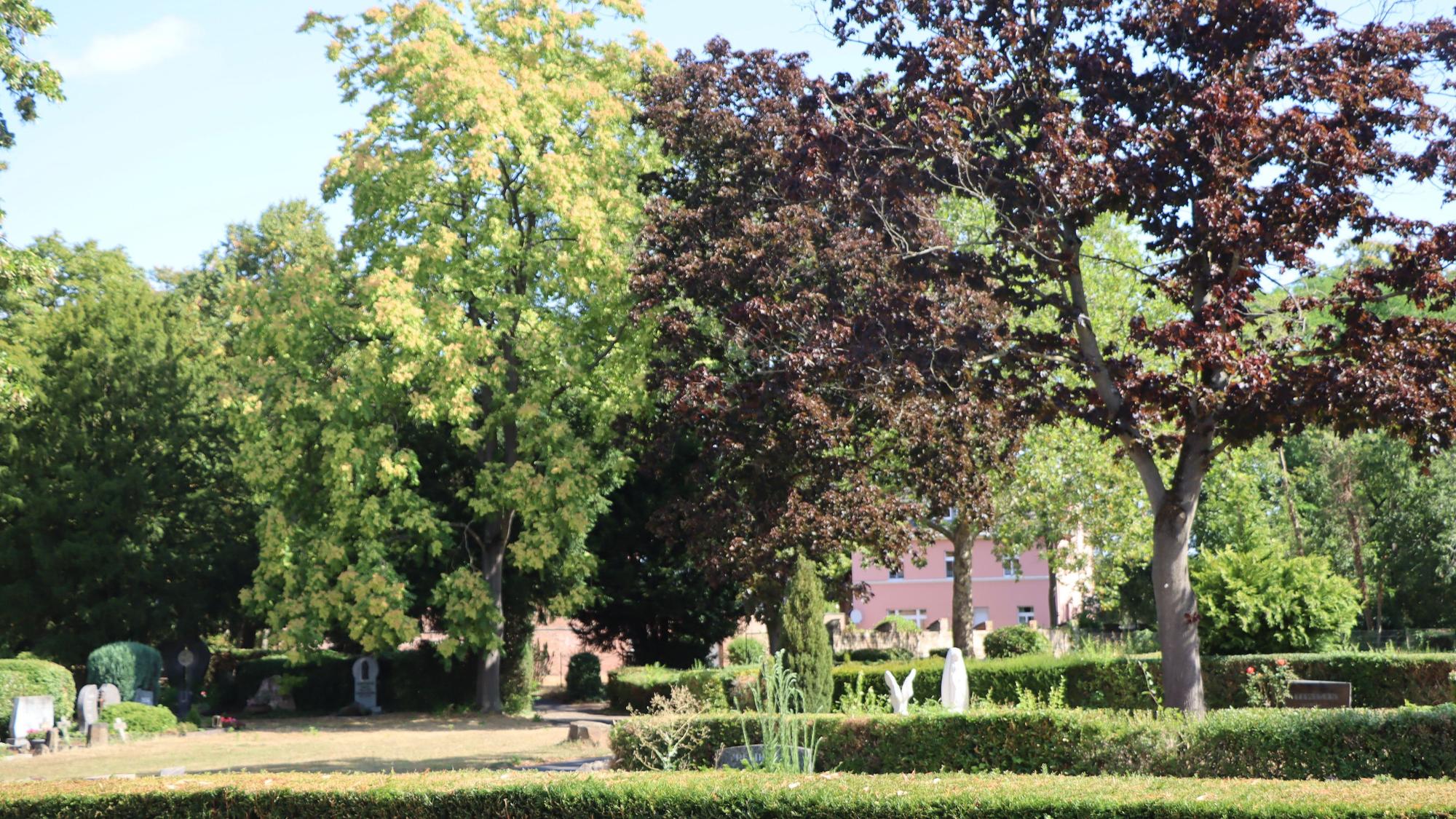 Zu sehen ist ein Friedhof mit vielen Bäumen.