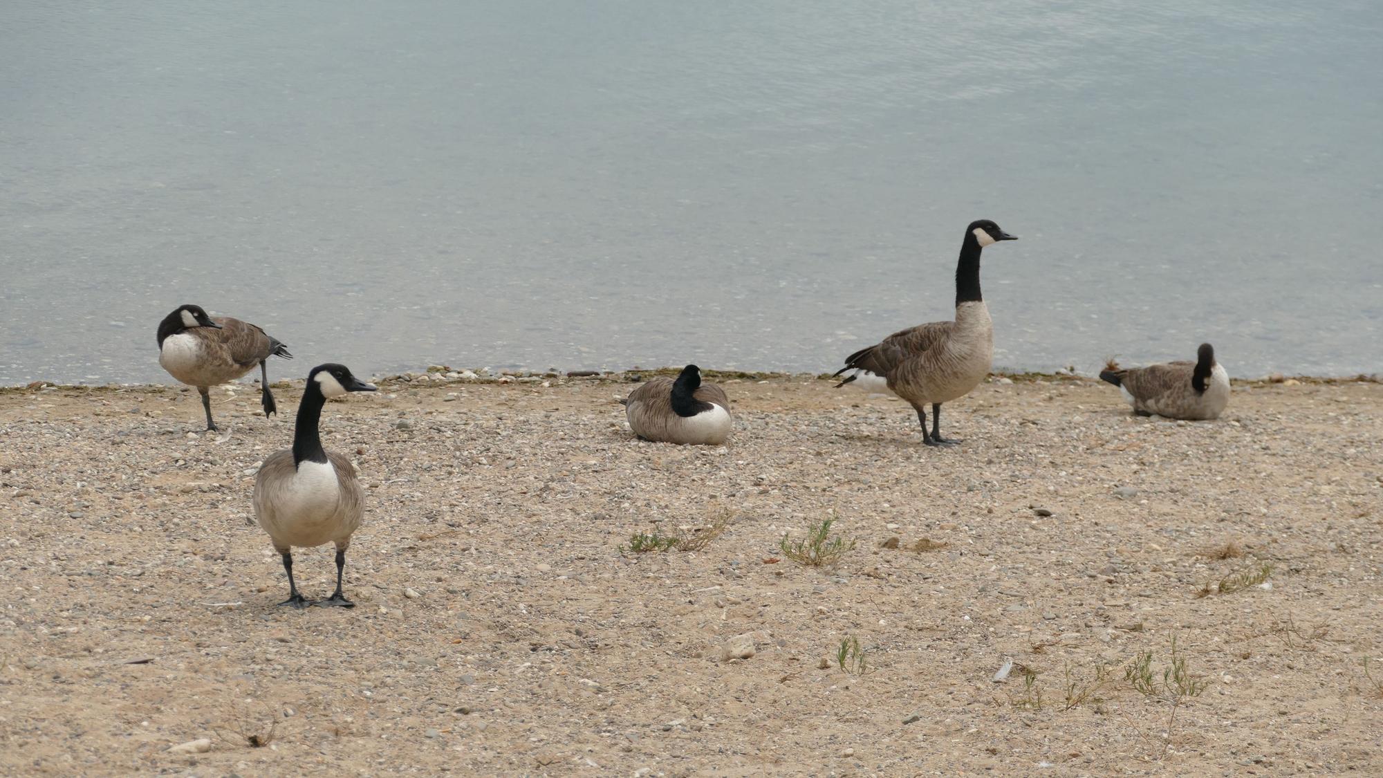 Kanadagänse am Ufer des Rotter Sees, wo vor einem Monat mehrere verendete Wasservögel gefunden wurden.